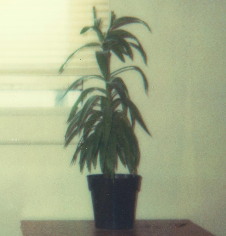 Bedroom Plant (29 Palms, CA) - Polaroid, Contemporary For Sale 2