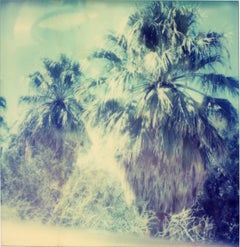 Palmiers d'un ciel bleu, contemporain, 21e siècle, Polaroid, photographie de paysage