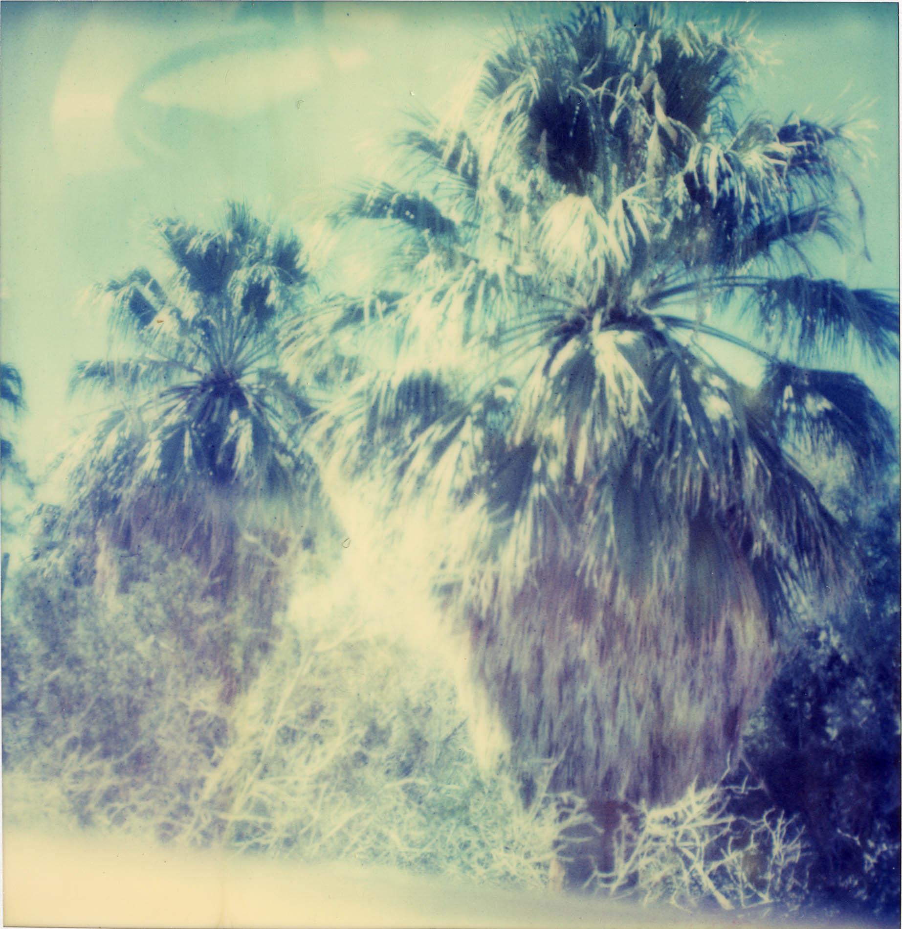 Stefanie Schneider Color Photograph – Blaue Himmel Palmenbäume (Sidewinder) - 21. Jahrhundert, Polaroid, Landschaft