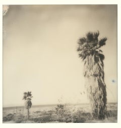 Bombay Palm Trees (Bombay Beach) - Polaroid, Contemporary, Landscape