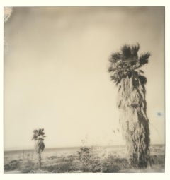 Palmiers de Bombay (California Badlands) - Plage de Bombay - Polaroid, Contemporary