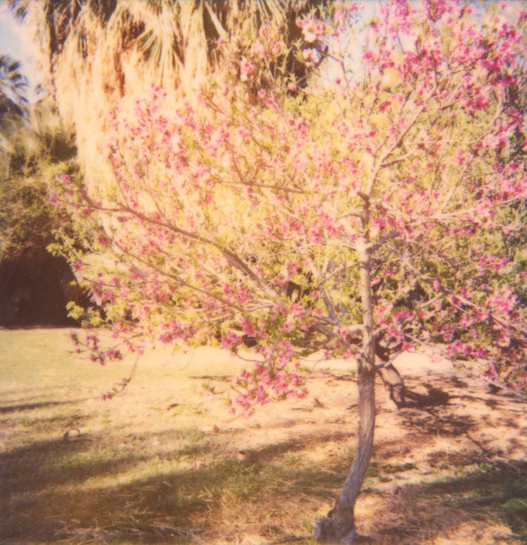 Stefanie Schneider Landscape Photograph - Cherry Tree Blossoms - Contemporary, 21st Century, Polaroid, Landscape Photo