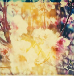 Cherry Tree Blossoms (Till Death do us Part) - Polaroid, 21st Century, Color