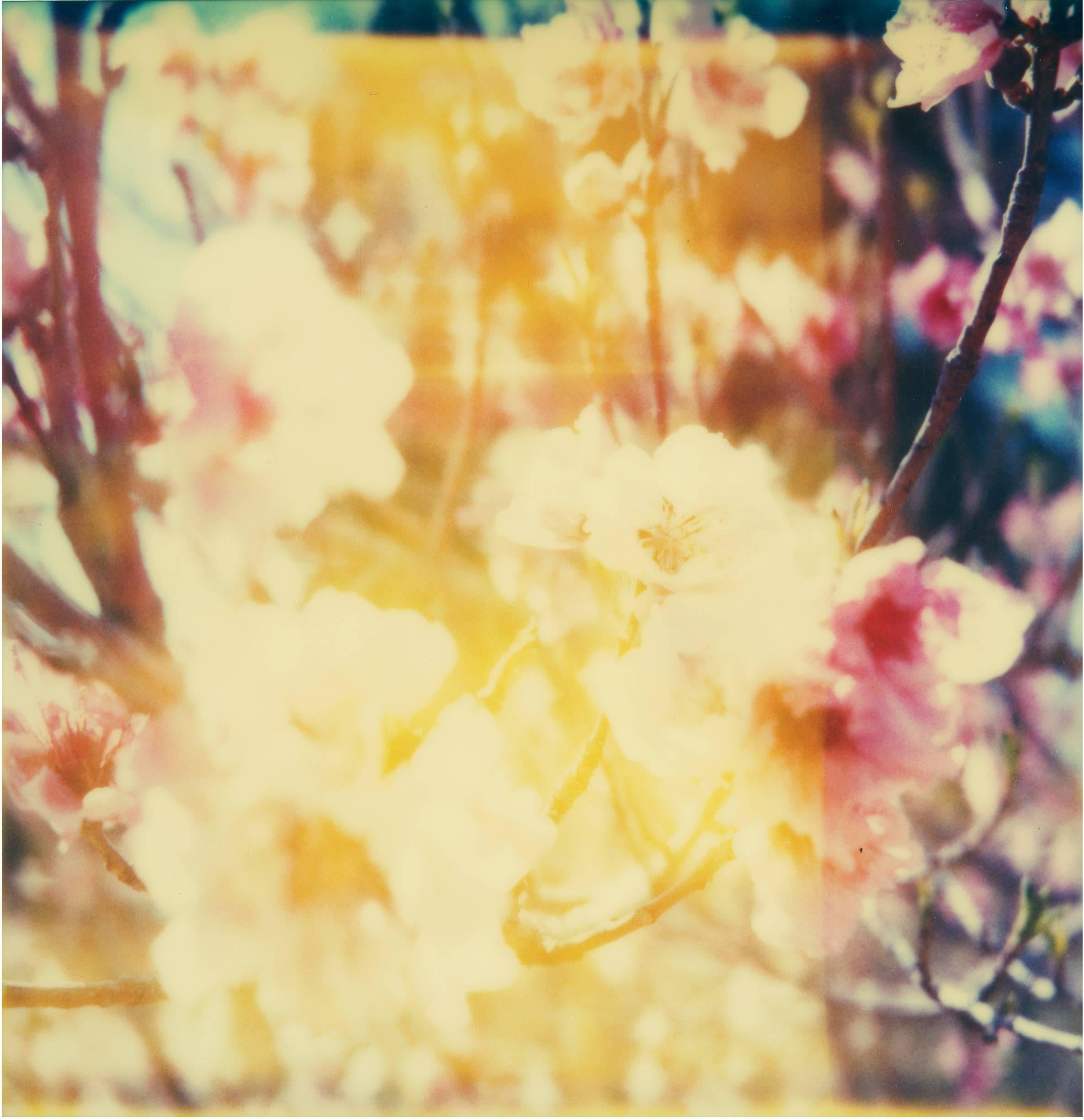 Kirschbaumblütenblüten - Till Death du us Part, Diptychon (Zeitgenössisch), Photograph, von Stefanie Schneider