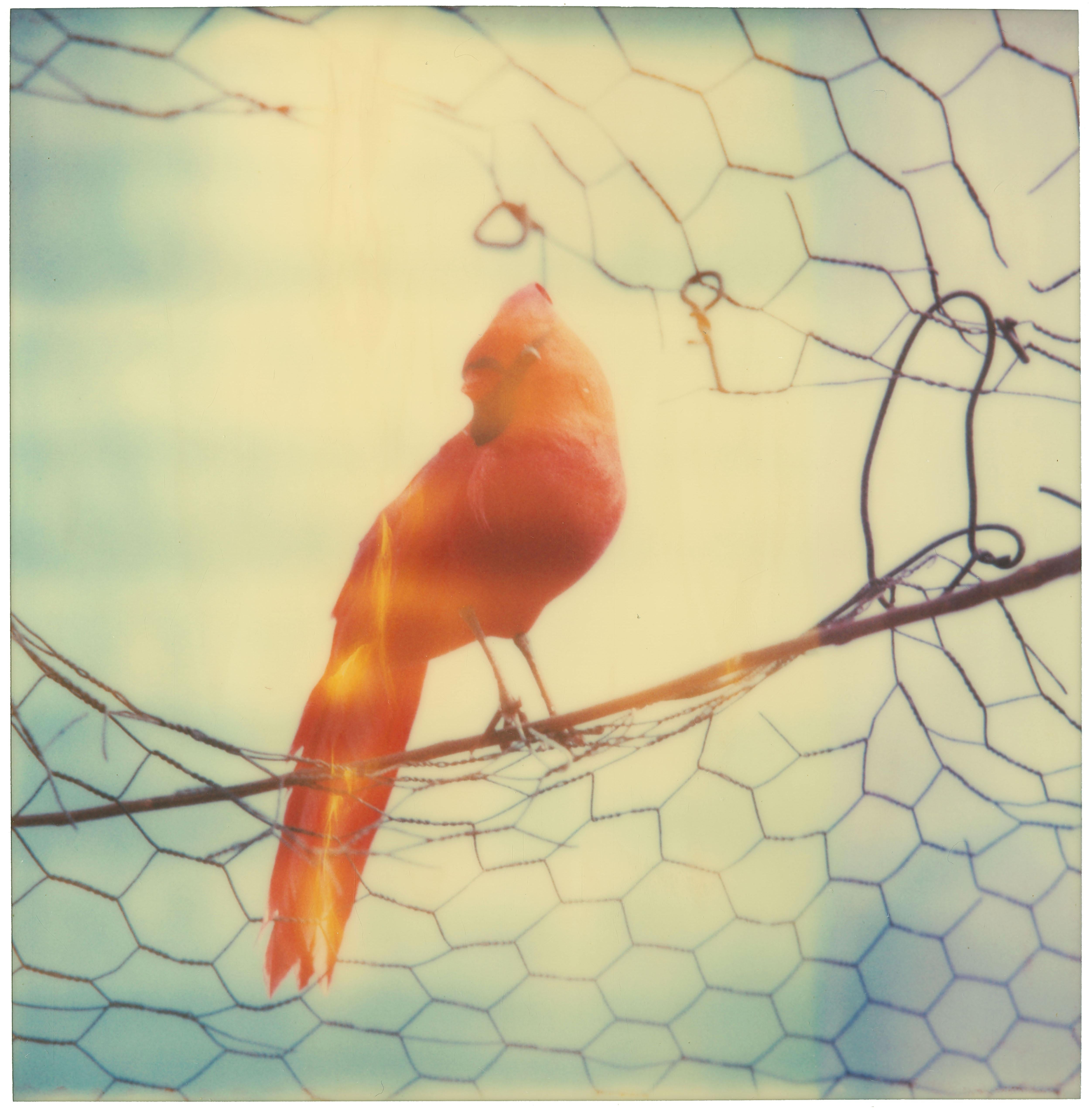 Daydream (Haley and the Birds) - diptych - Photograph by Stefanie Schneider