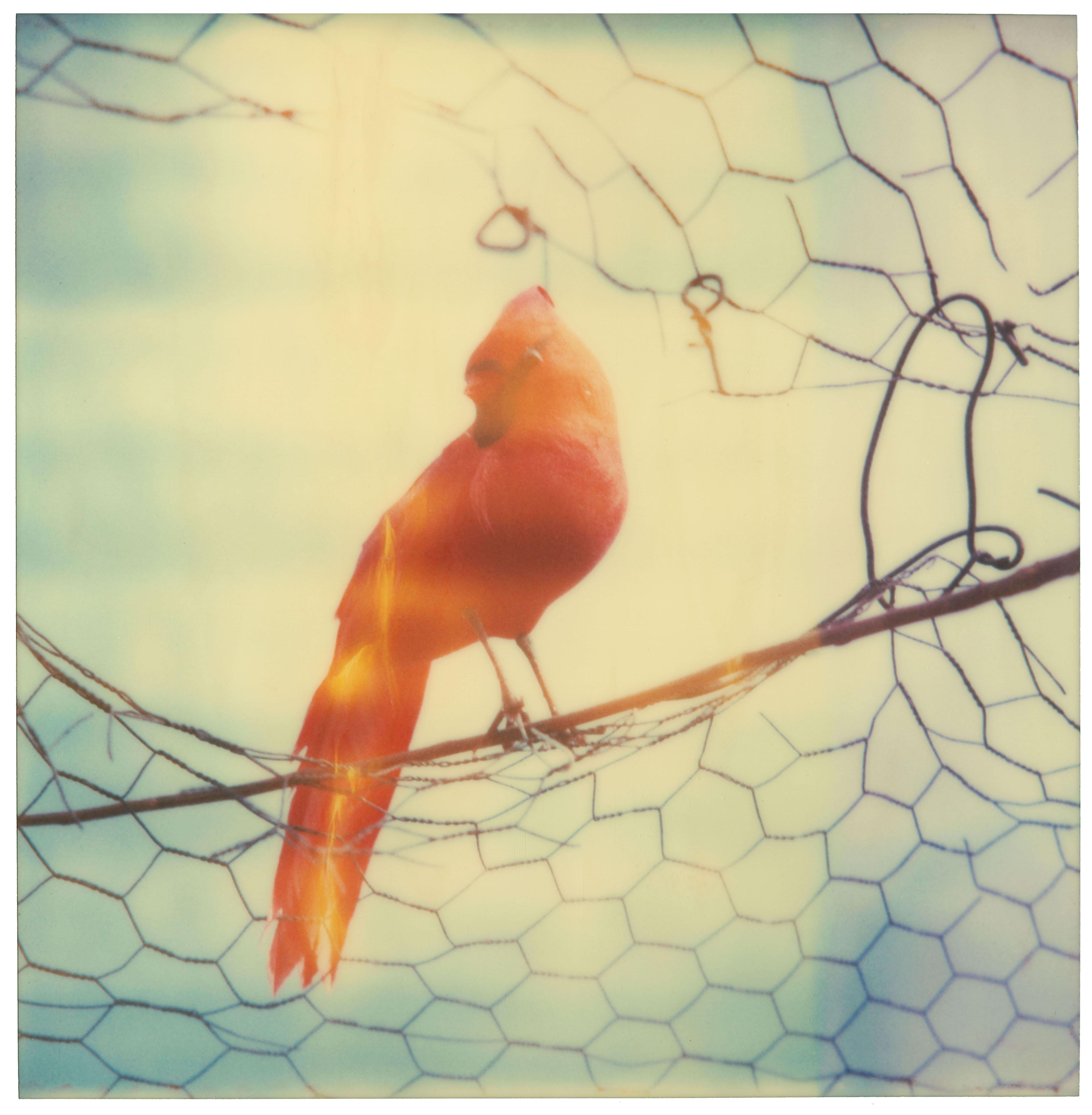 Daydream (Haley and the Birds) - including the book 'A Half Forgotten Dream' - Photograph by Stefanie Schneider