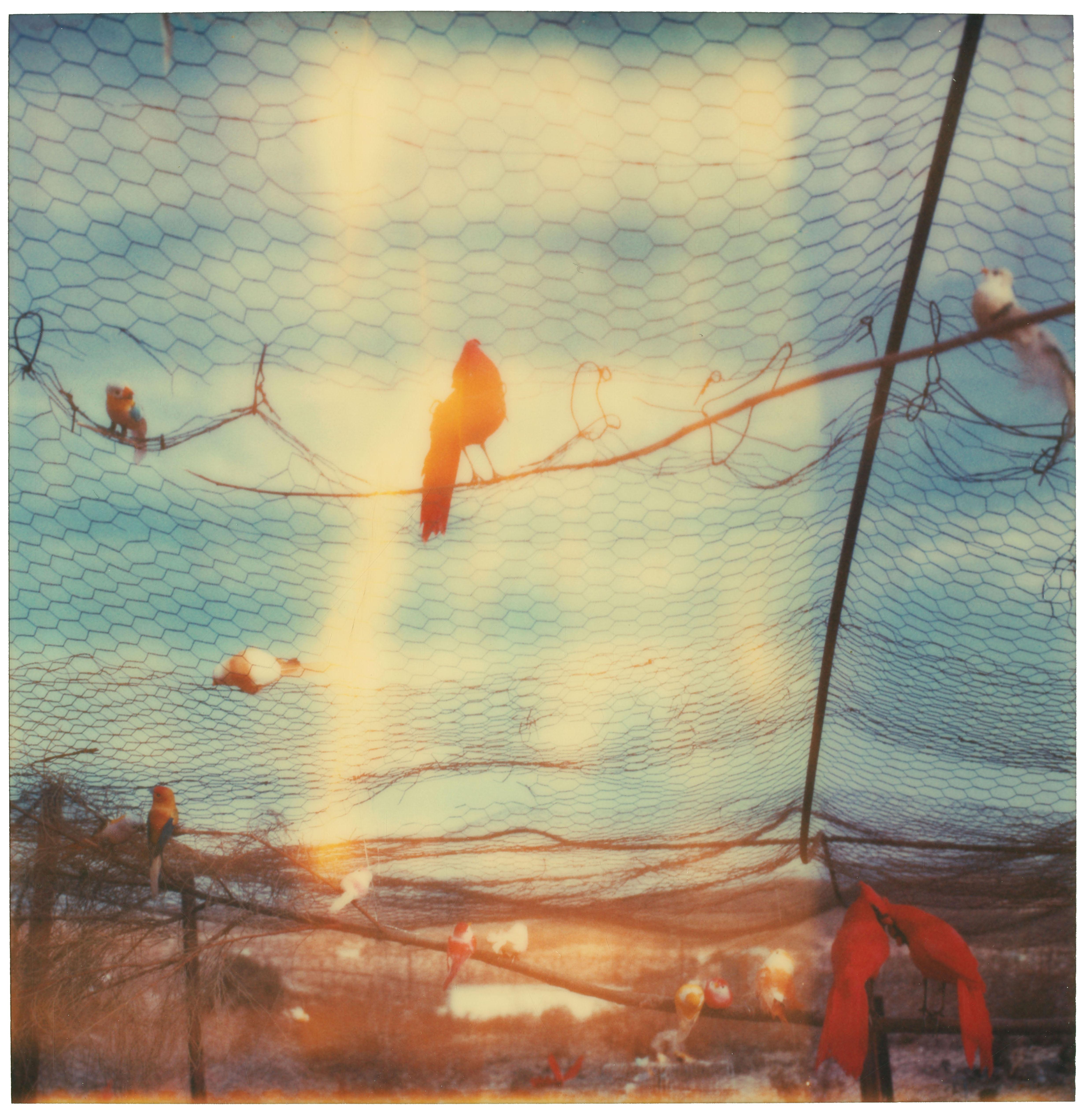 Portrait Photograph di Stefanie Schneider - Deliverance (Haley and the Birds)