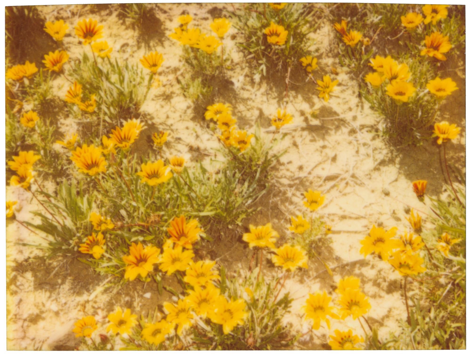Color Photograph Stefanie Schneider - Bloom du désert (Musica Poetica)