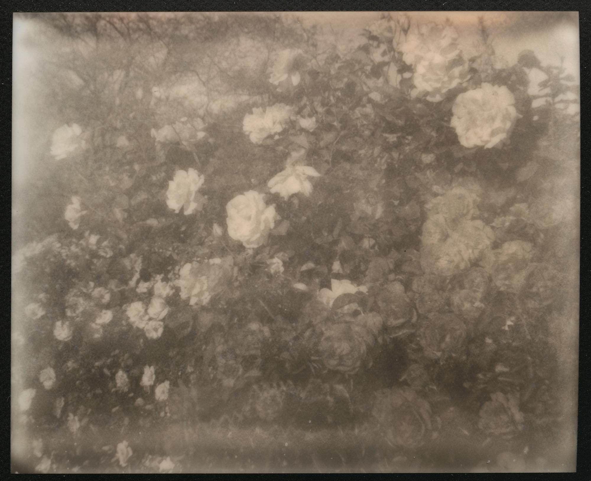 Black and White Photograph Stefanie Schneider - Roses du désert (Californie Dreaming) - Contemporain, XXIe siècle, Polaroid