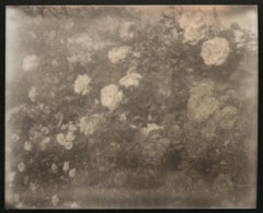 Rosas del desierto (California Dreaming) - Contemporáneo, Siglo XXI, Polaroid