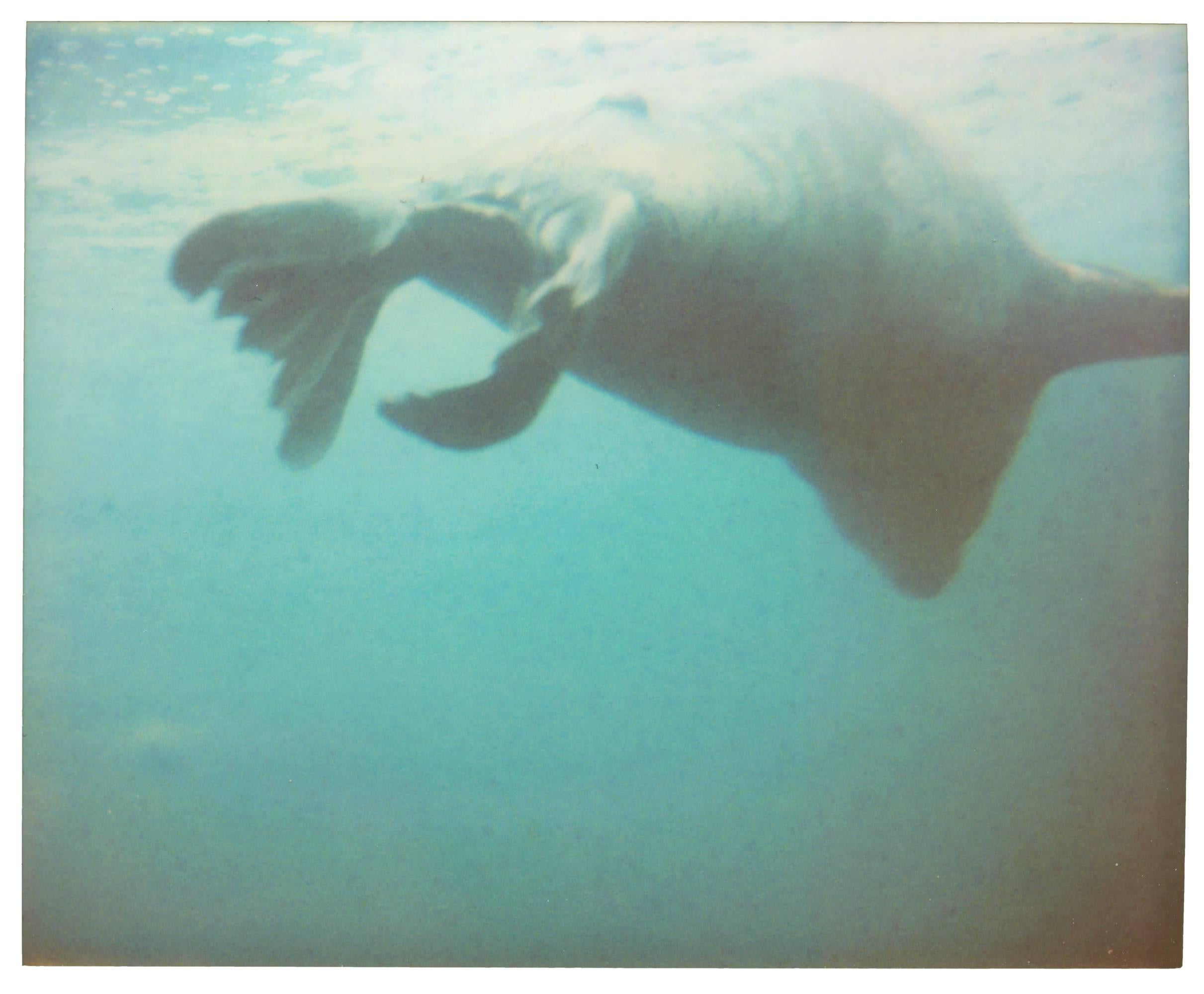 Stefanie Schneider Color Photograph - Dugong I - from Stay (the movie)