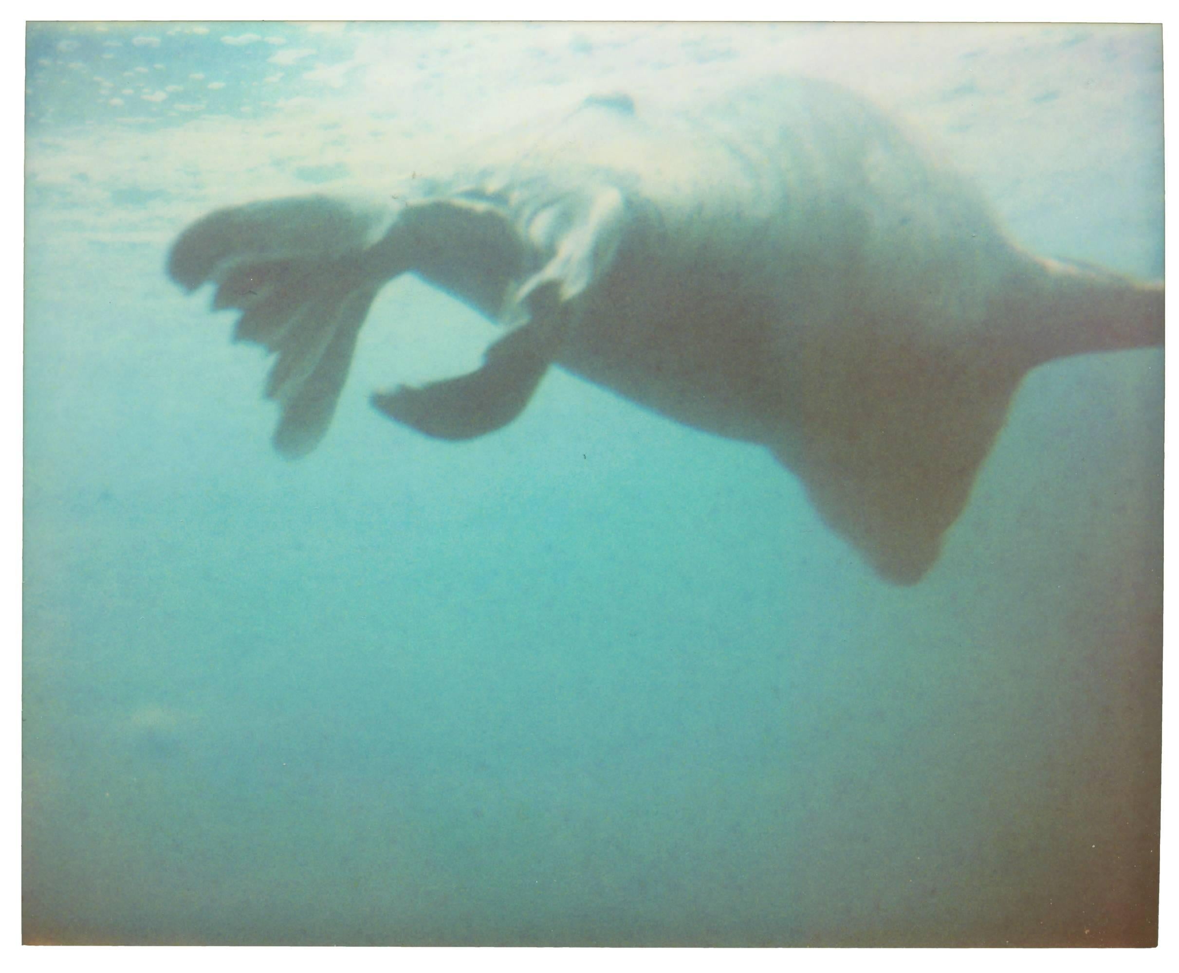 Stefanie Schneider Color Photograph - Dugong I - Stay