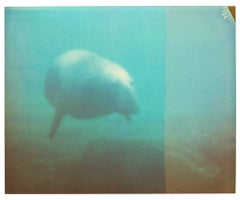 Dugong - Bleiben