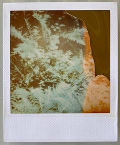 Fern (Fairytales) - Original Polaroid Unique Piece