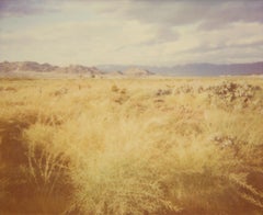 Field of Briar (Sidewinder) - Polaroid, 21st Century, Contemporary