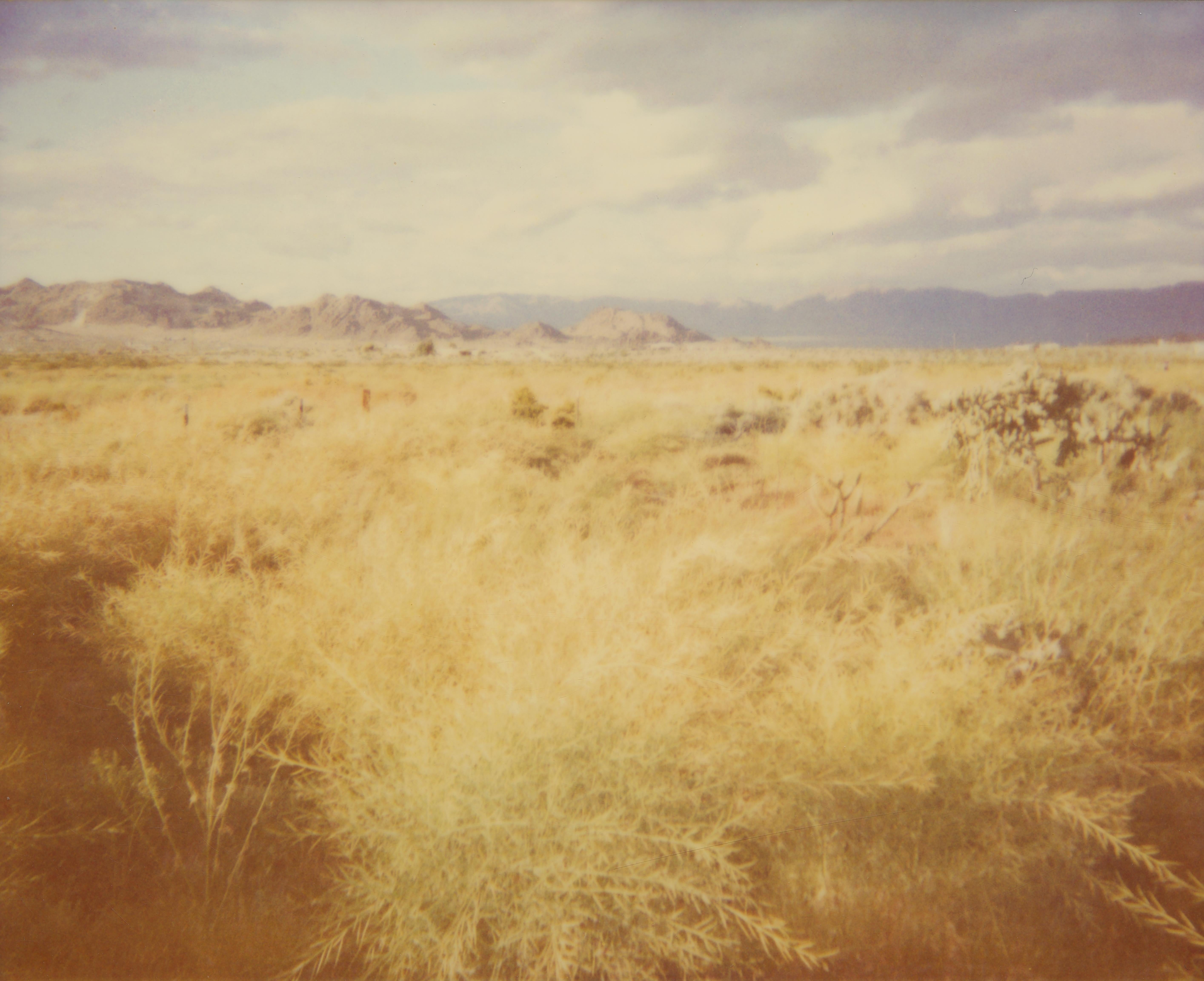 Stefanie Schneider Color Photograph - Field of Briar (Sidewinder) - Polaroid, 21st Century, Contemporary