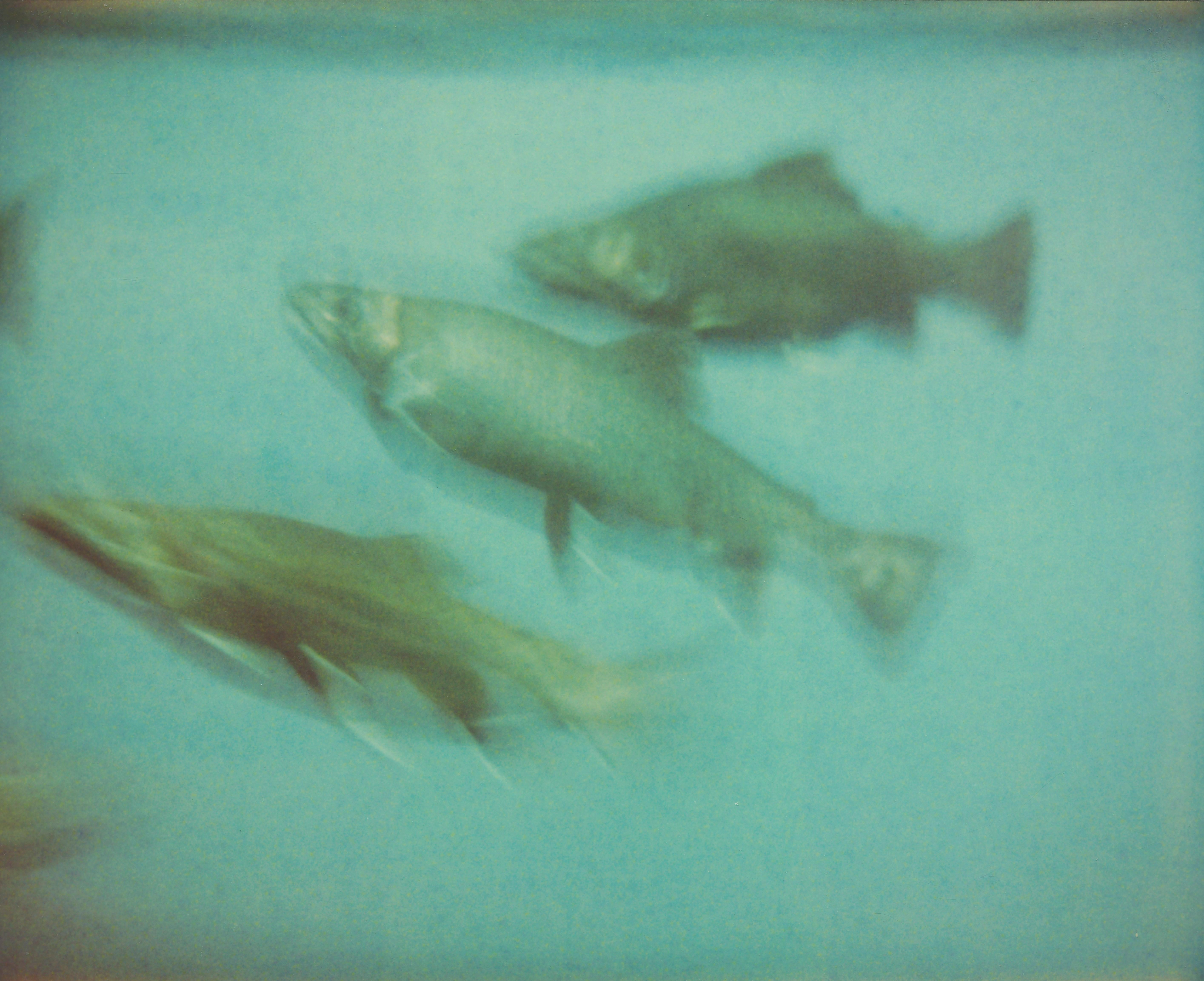 Stefanie Schneider Still-Life Photograph - Fish (Stay) - Contemporary, Expired, Polaroid, Photograph