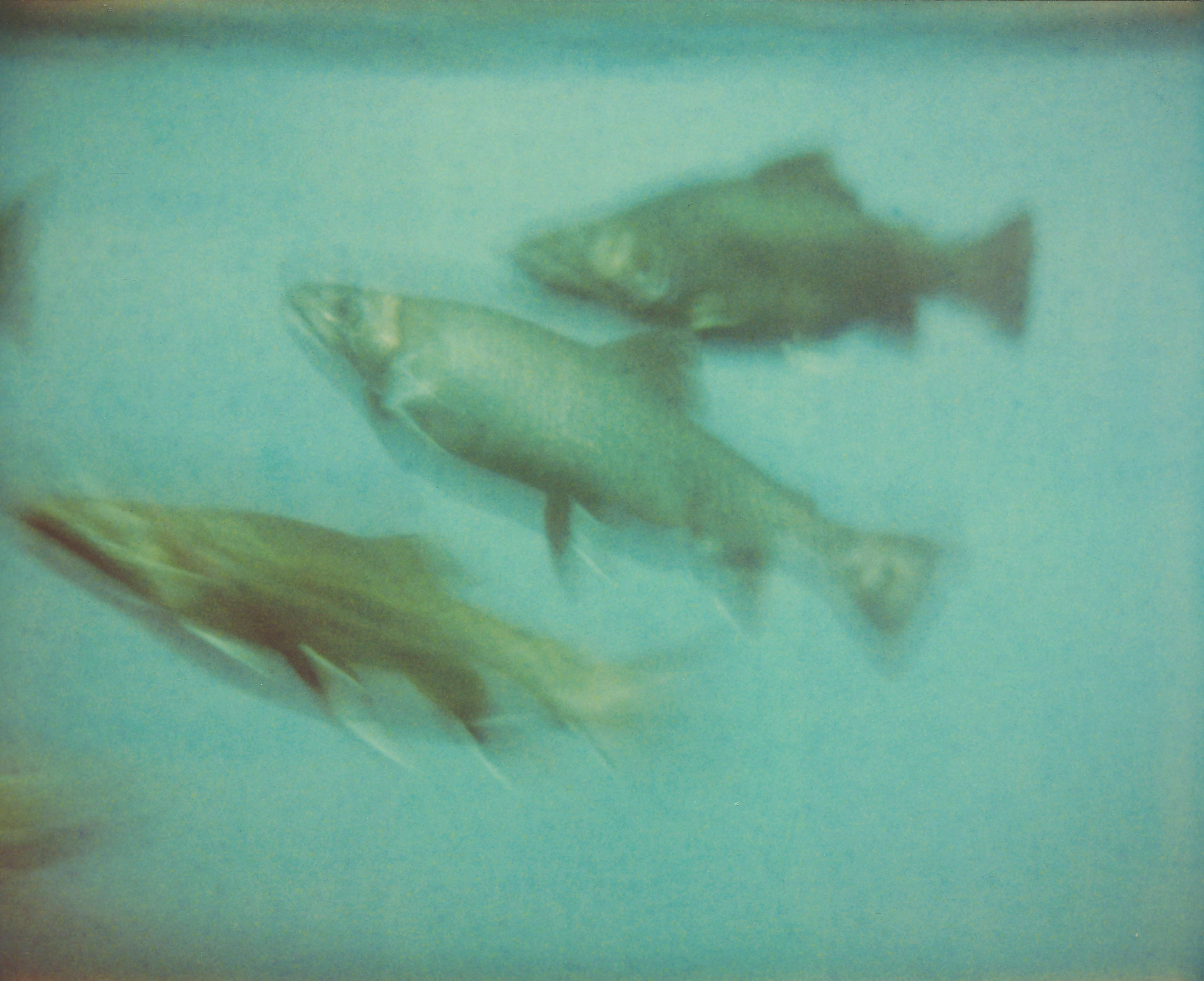 Stefanie Schneider Color Photograph - Fish (Stay) - Contemporary, Expired, Polaroid, Photograph