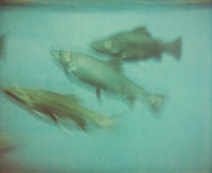 Fish (Stay) - Contemporary, Expired, Polaroid, Photograph