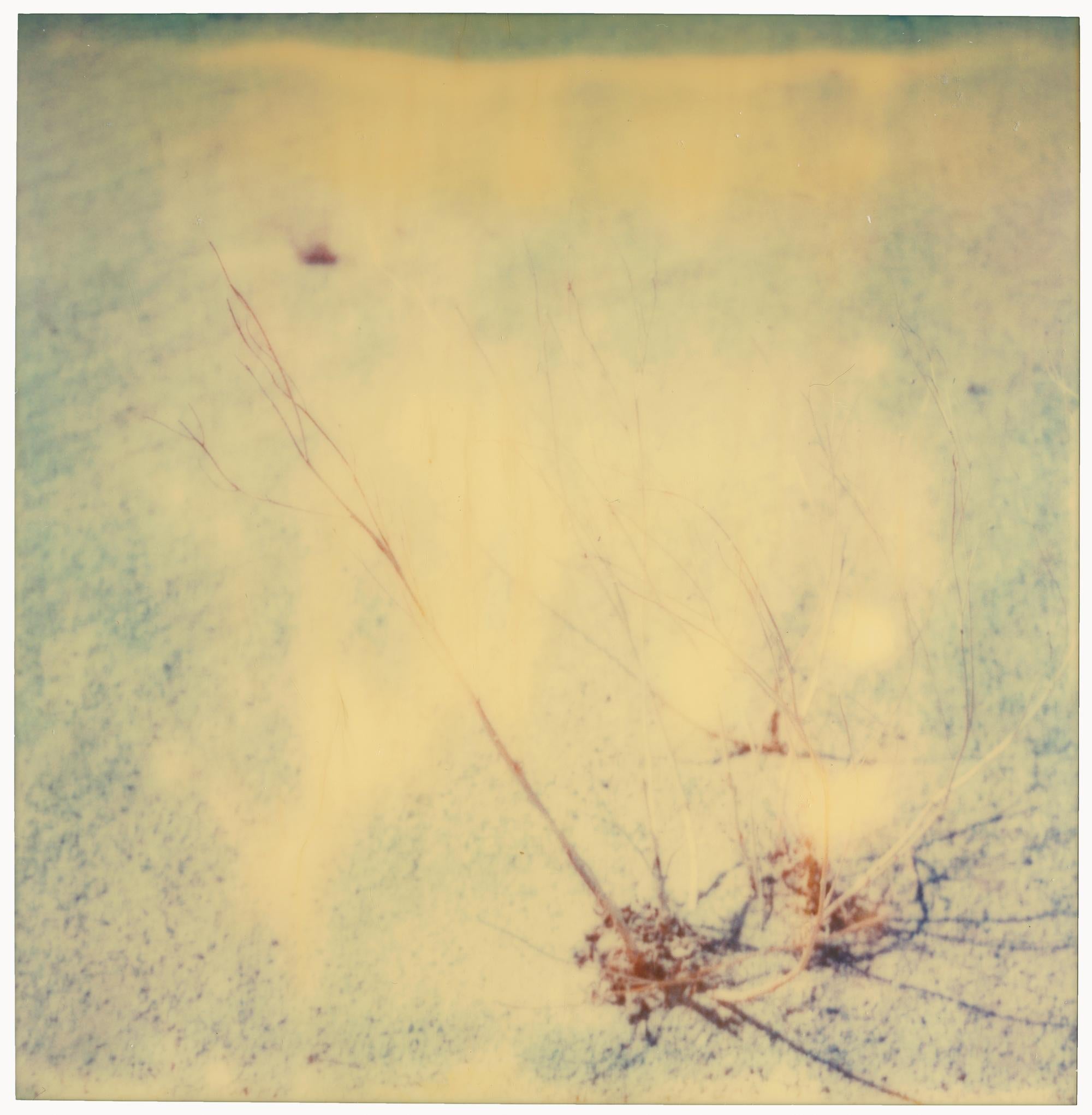 Stefanie Schneider Color Photograph - Flora - Planet of the Apes 08 - 21st Century, Polaroid, Abstract