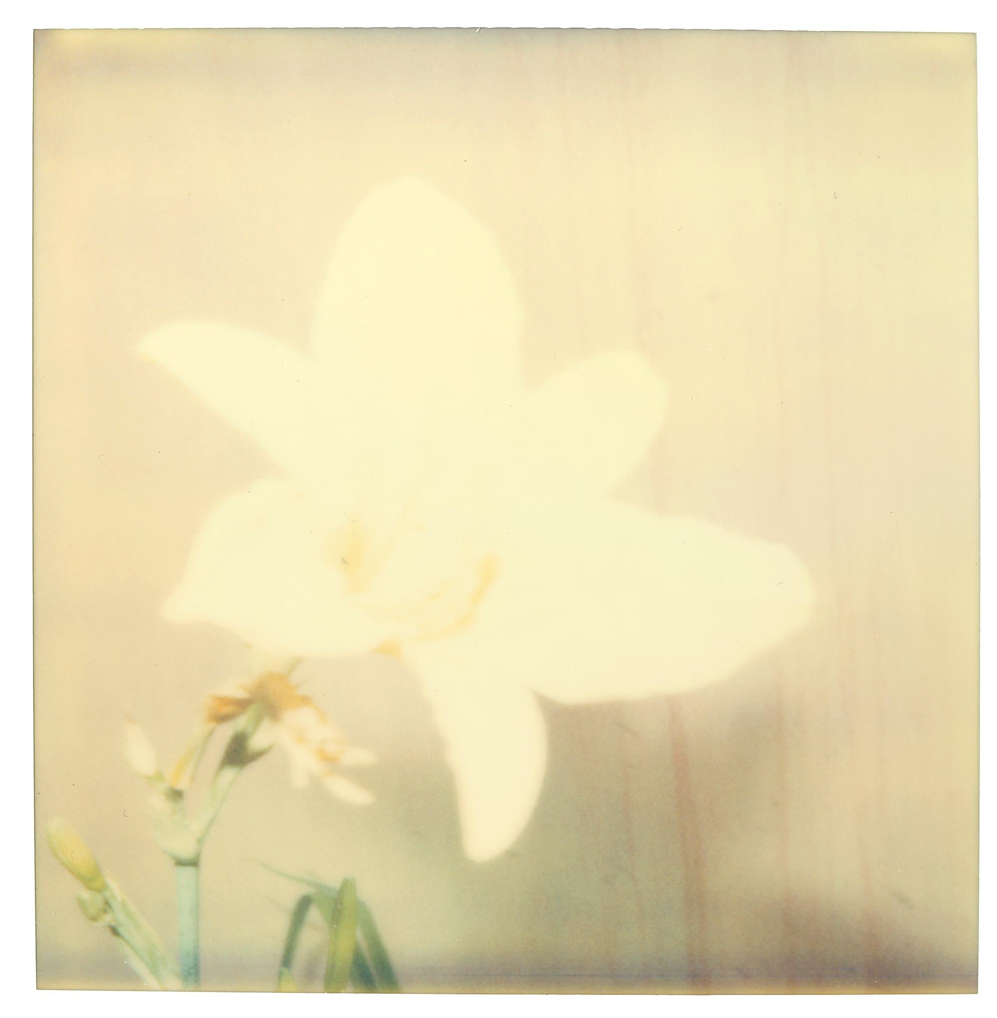 Stefanie Schneider Portrait Photograph - Flower (29 Palms, CA) - Polaroid, 21st Century, Contemporary, Color