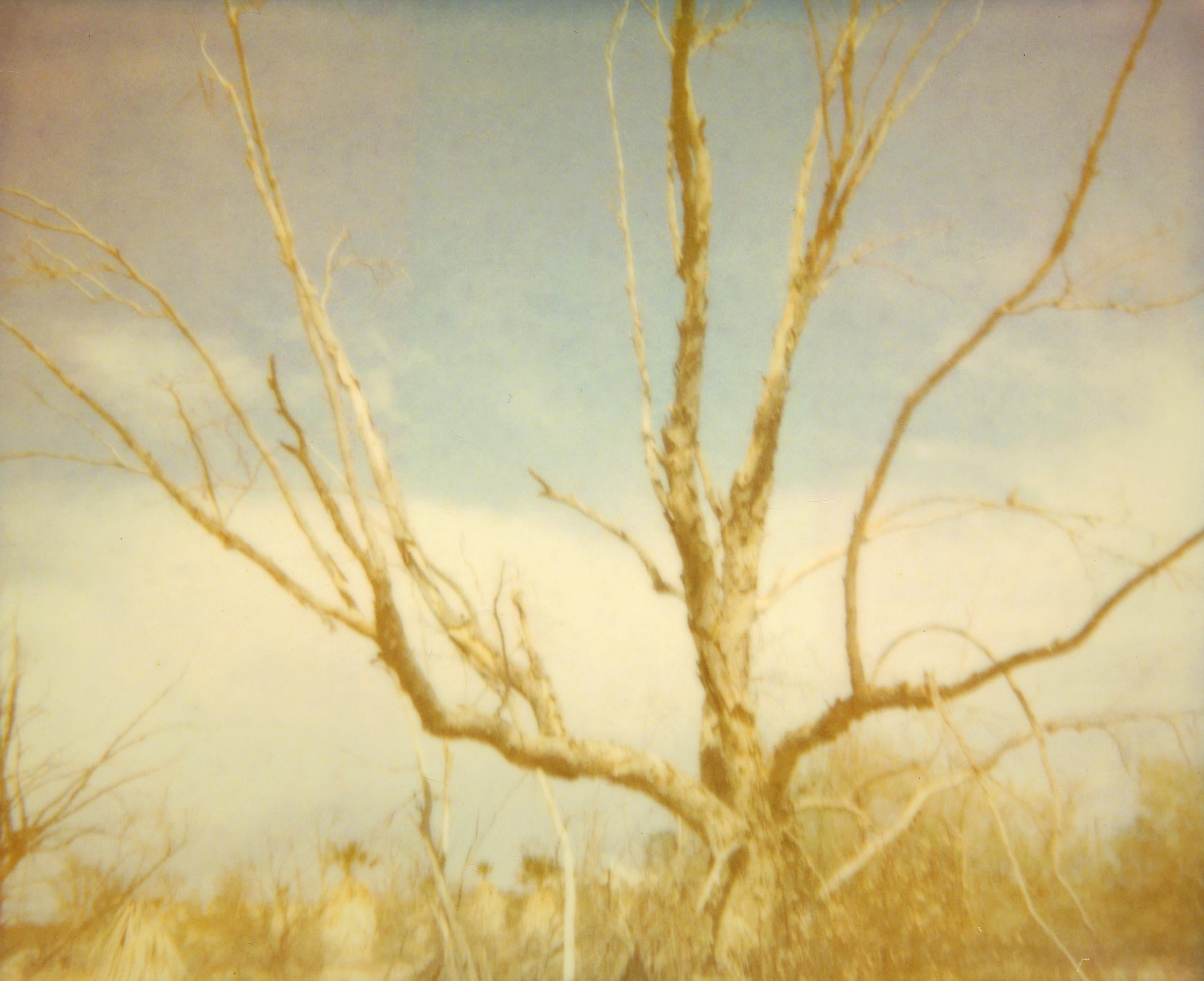 Flying (29 Palms) - including the book 'A Half Forgotten Dream' For Sale 3
