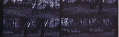 Forest Dark (Strange Love)