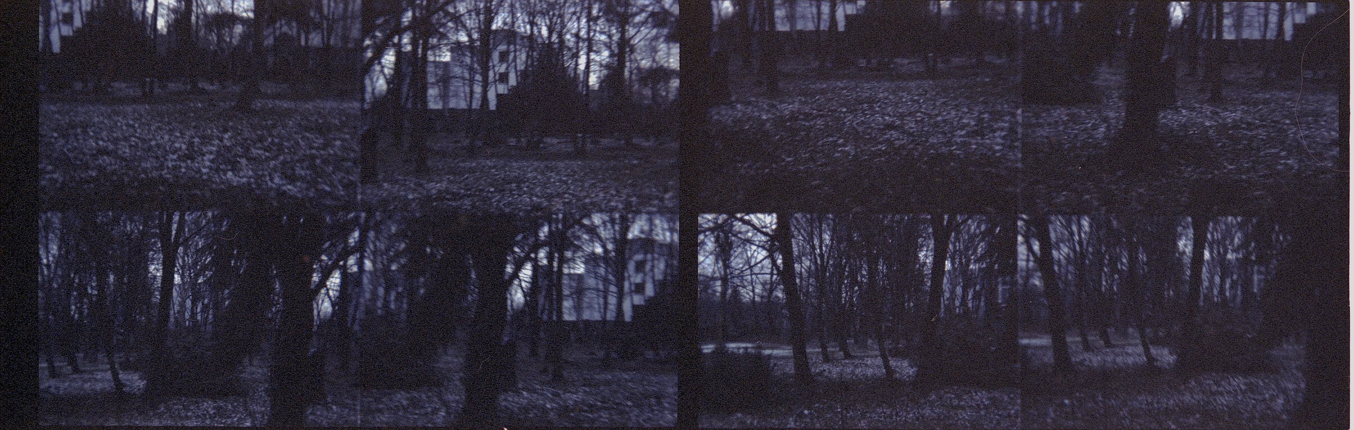 Color Photograph di Stefanie Schneider - Foresta oscura (Strange Love)