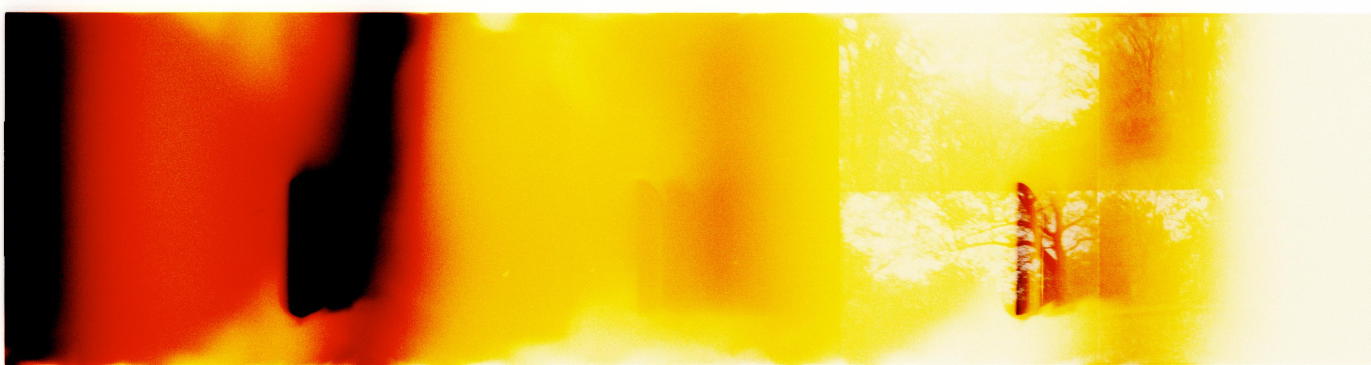 Landscape Photograph di Stefanie Schneider - Luce della foresta (Strange Love)