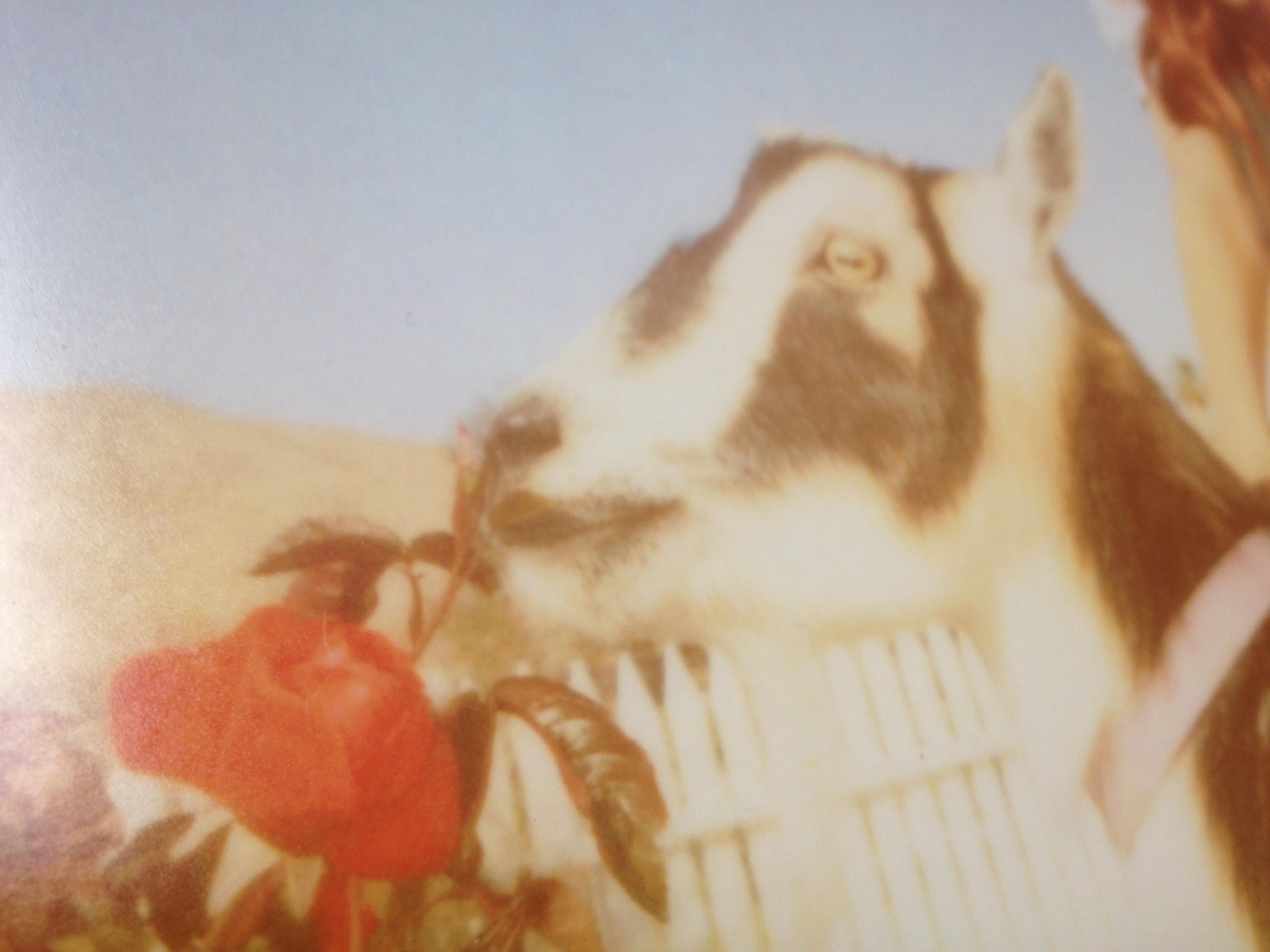 Heather and Zeuss the Goat featuring Heather Megan Christie - Polaroid, Color - Photograph by Stefanie Schneider