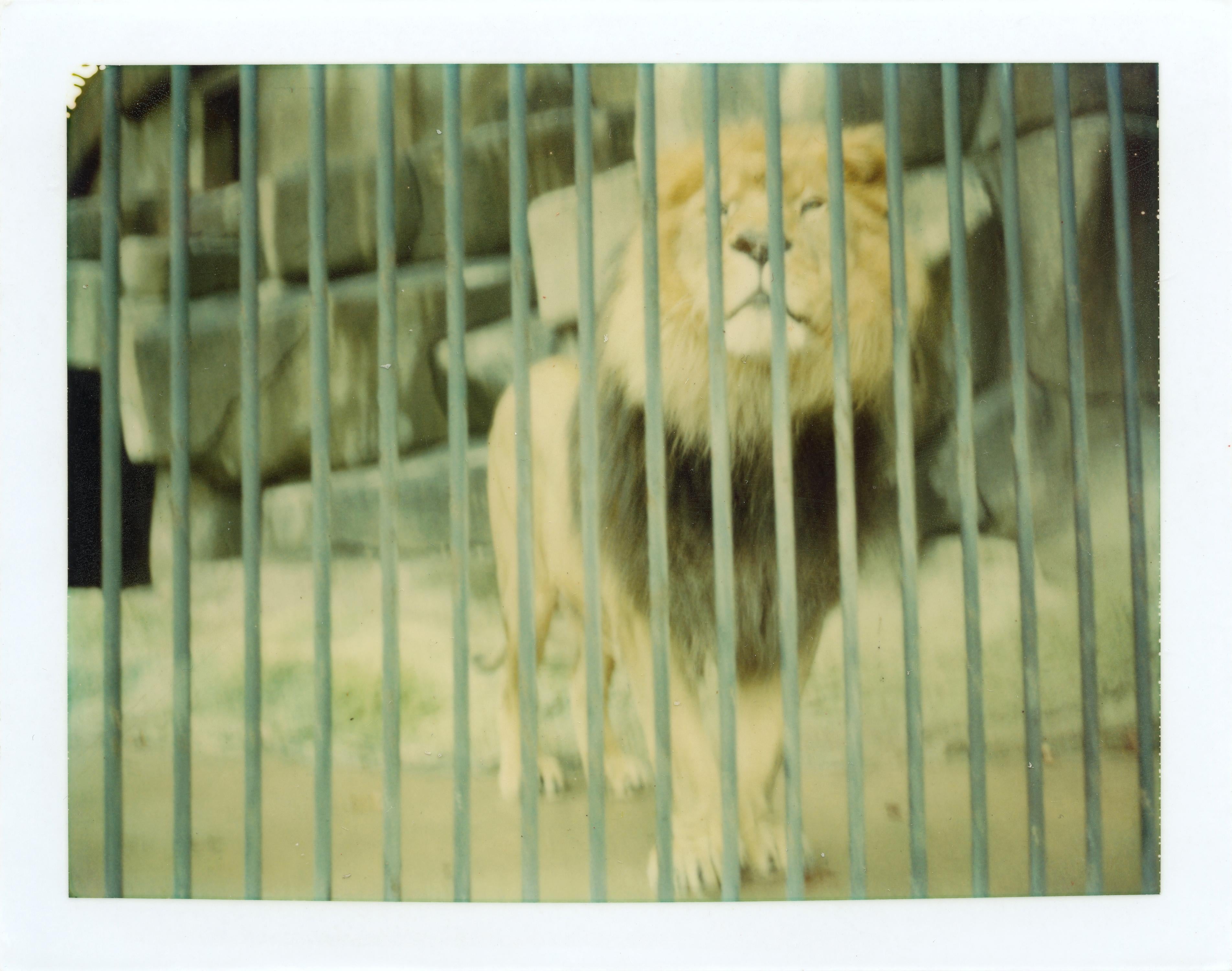 Stefanie Schneider Color Photograph - Hinter tausend Stäben keine Welt - Jardin du Plates (Paris) - analog, Polaroid