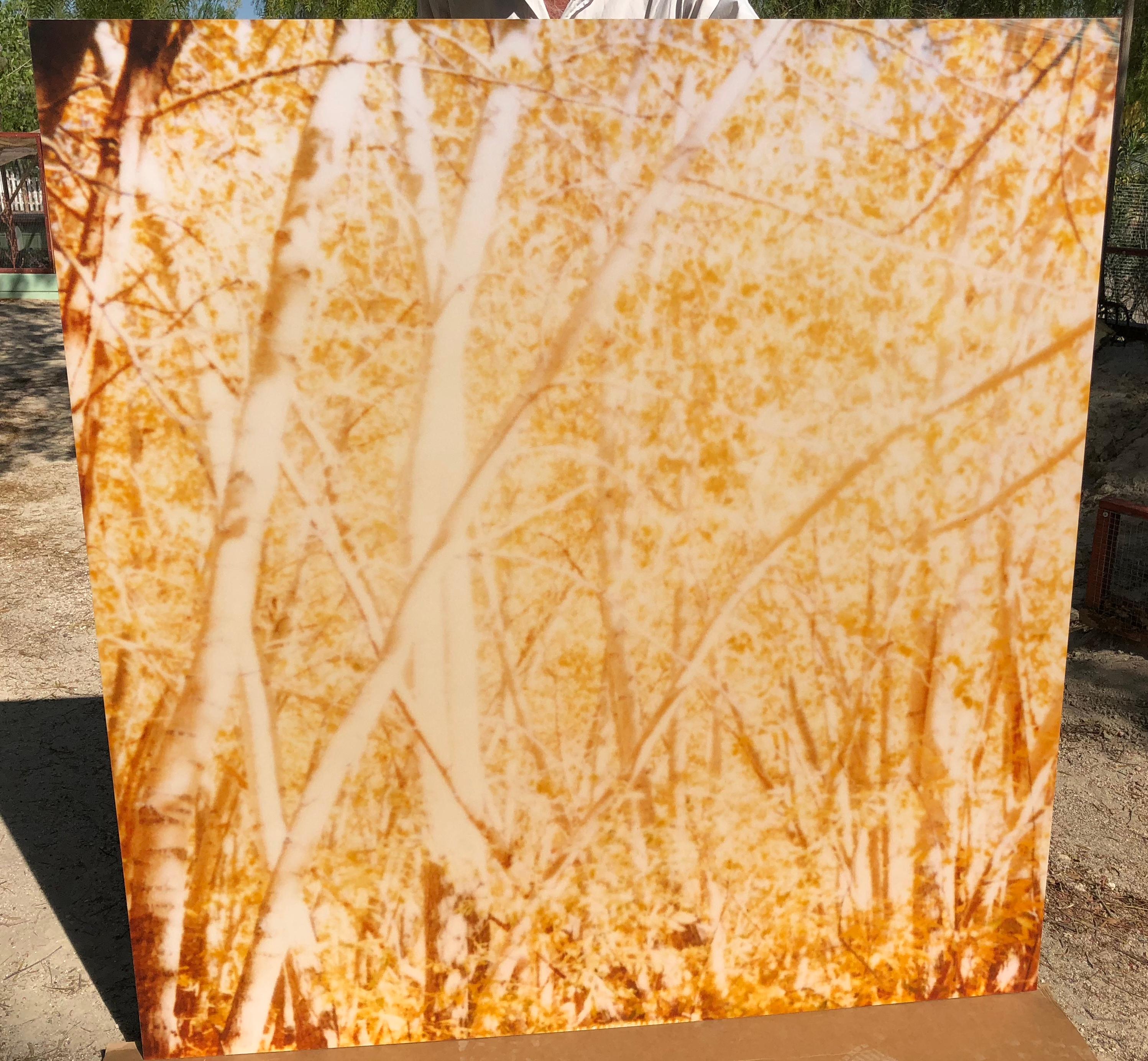 Indian Summer II (The Last Picture Show) - 2005,

128x125cm, 
Auflage 1/5, 
analoger C-Print, handgedruckt vom Künstler auf Fuji Crystal Archive Papier, 
basierend auf dem Polaroid, montiert auf Aluminium mit mattem UV-Schutz. 
Künstlerinventar