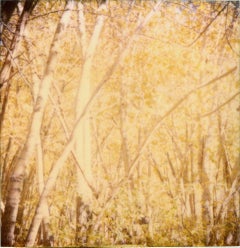 Indian Summer II  (The Last Picture Show) - analog, 128x126cm, mounted