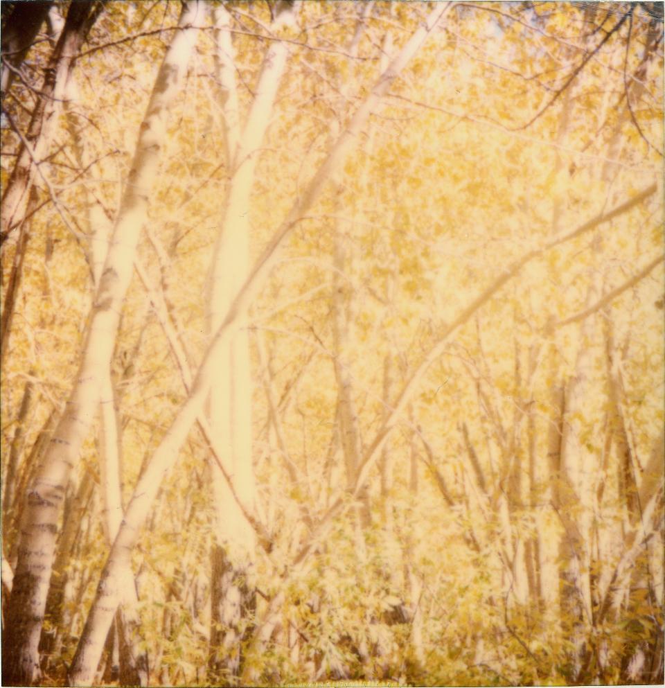 Stefanie Schneider Color Photograph - Indian Summer II  - The Last Picture Show, analog, 128x126cm, mounted