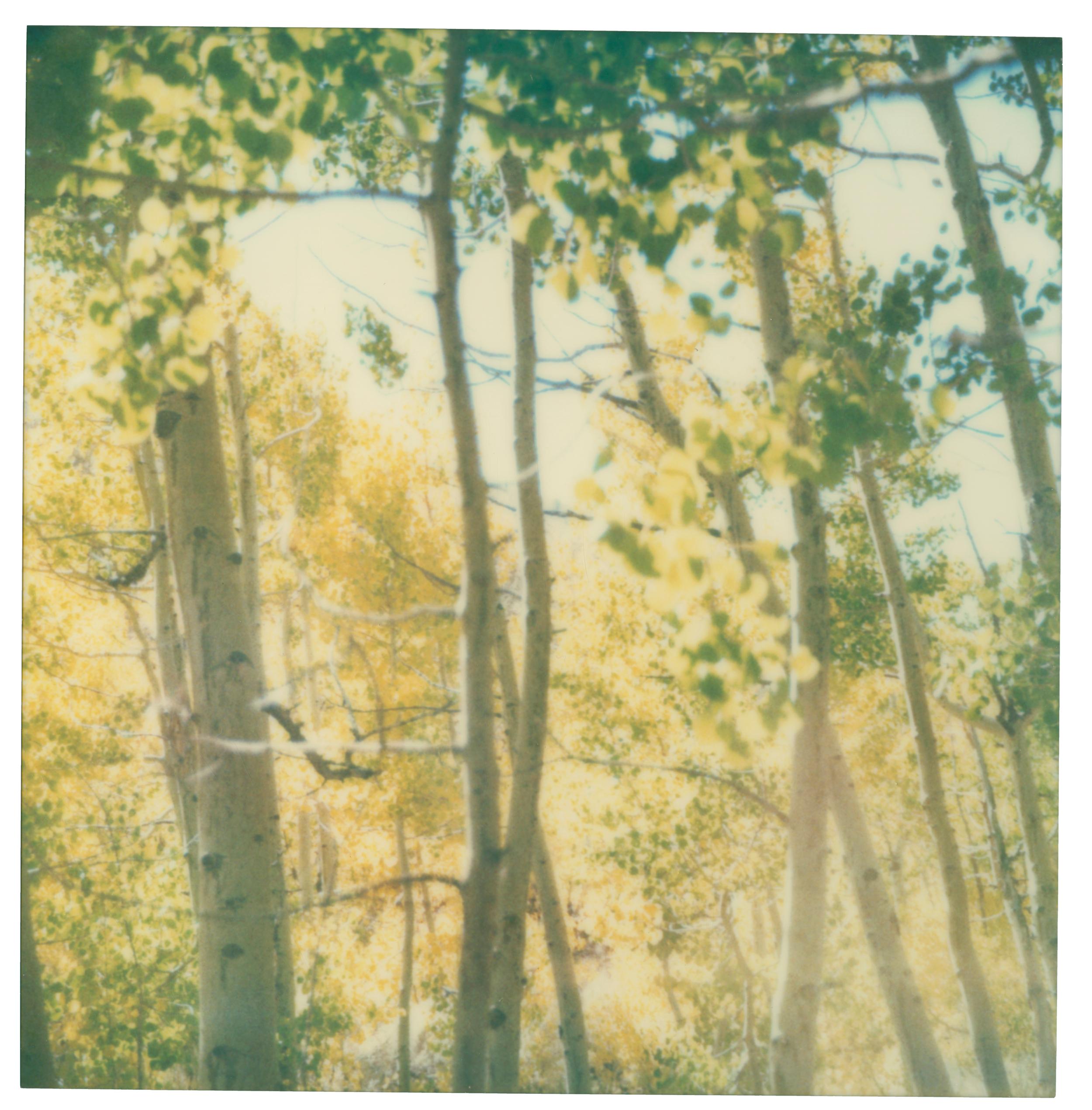 Landscape Photograph di Stefanie Schneider - Estate indiana III  (The Last Picture Show)