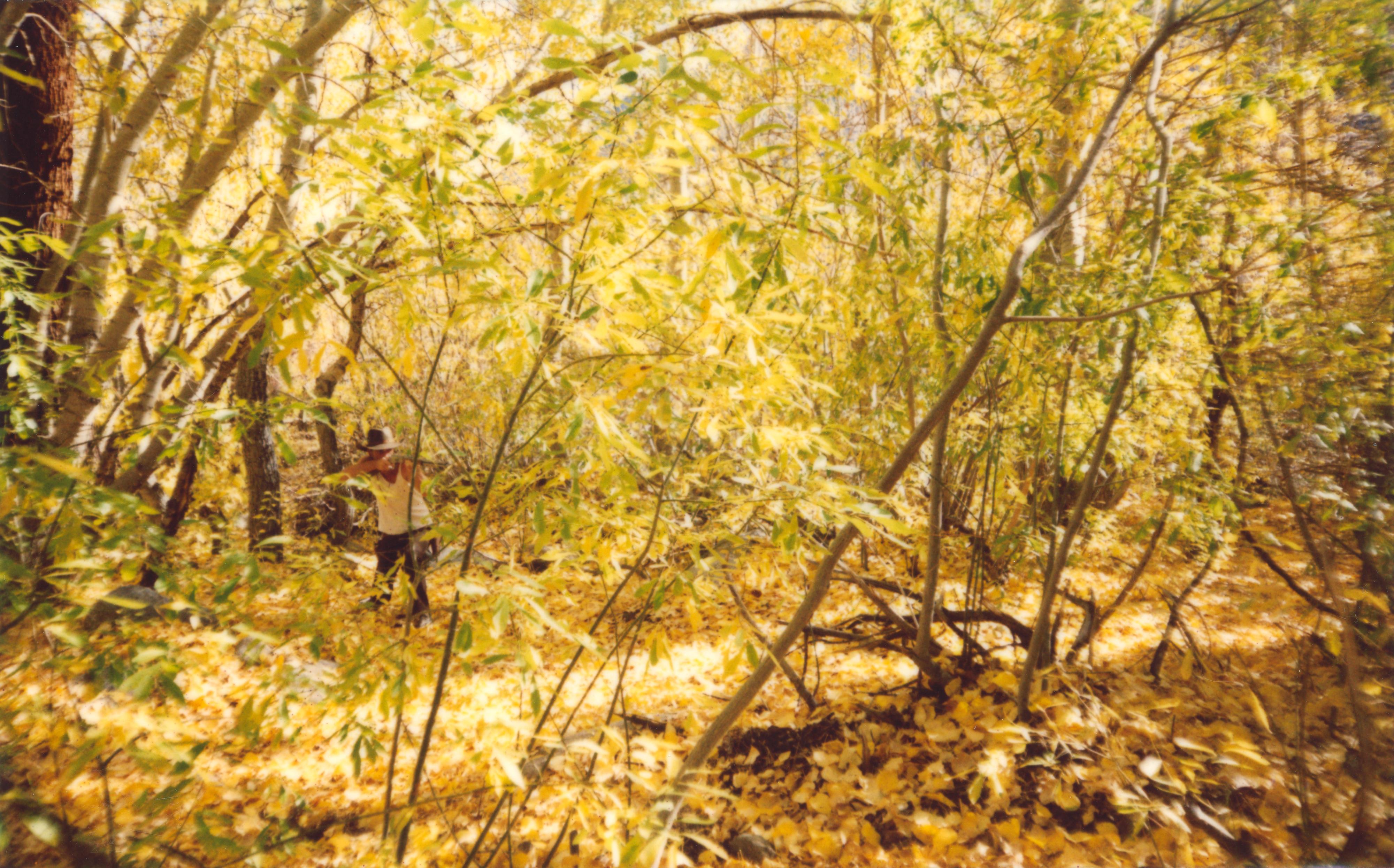 Stefanie Schneider Color Photograph - Into the Wild (Stranger than Paradise) - Contemporary, Polaroid, Photography