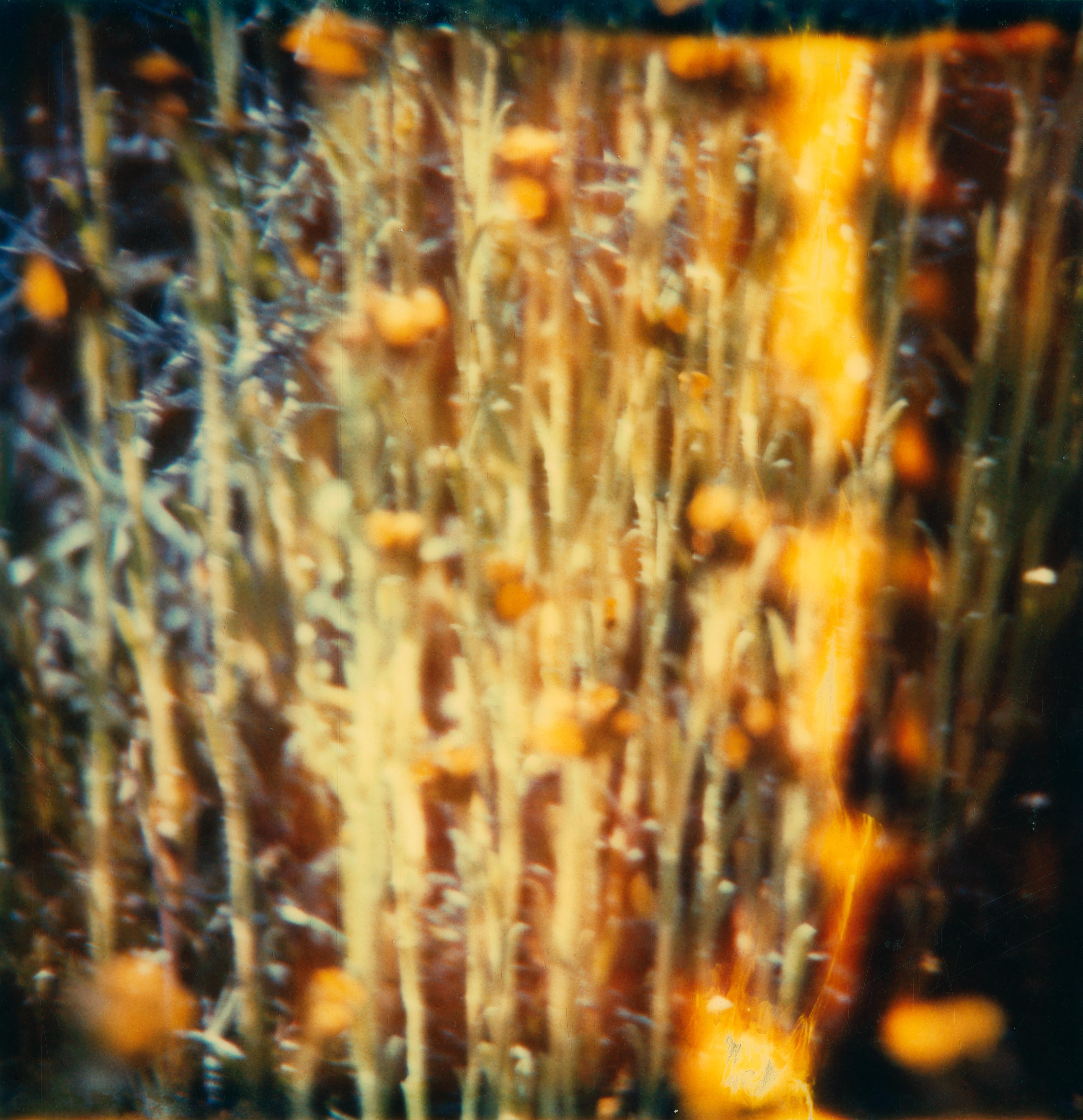 Stefanie Schneider Color Photograph - Jean Baptist's Dream Sequence - part 5 - (Sidewinder) - Polaroid, Contemporary
