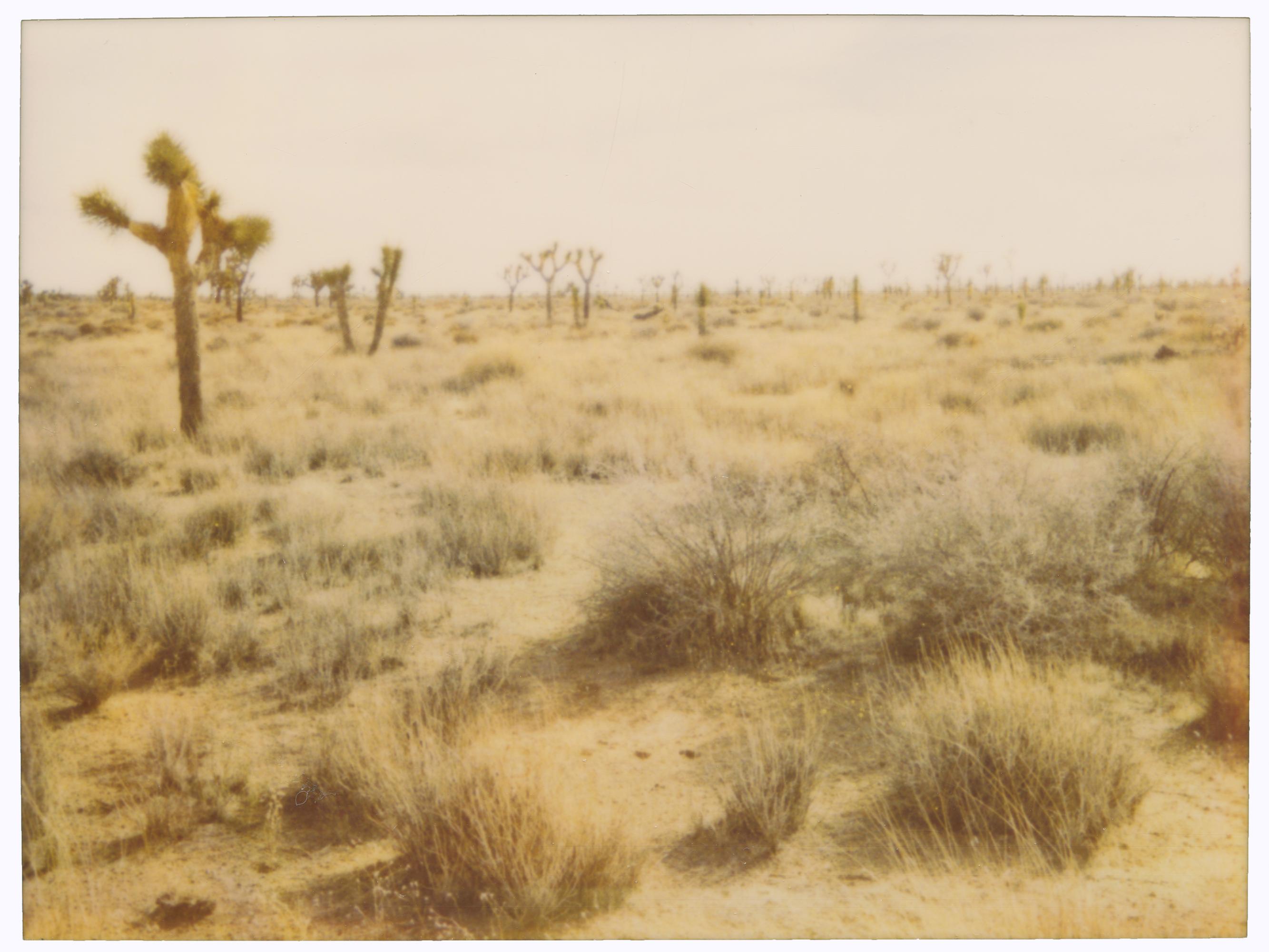 Stefanie Schneider Color Photograph - Joshua Tree National Park (29 Palms, CA) - analog