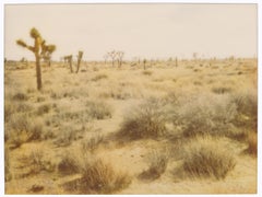 Retro Joshua Tree National Park (29 Palms, CA) - analog