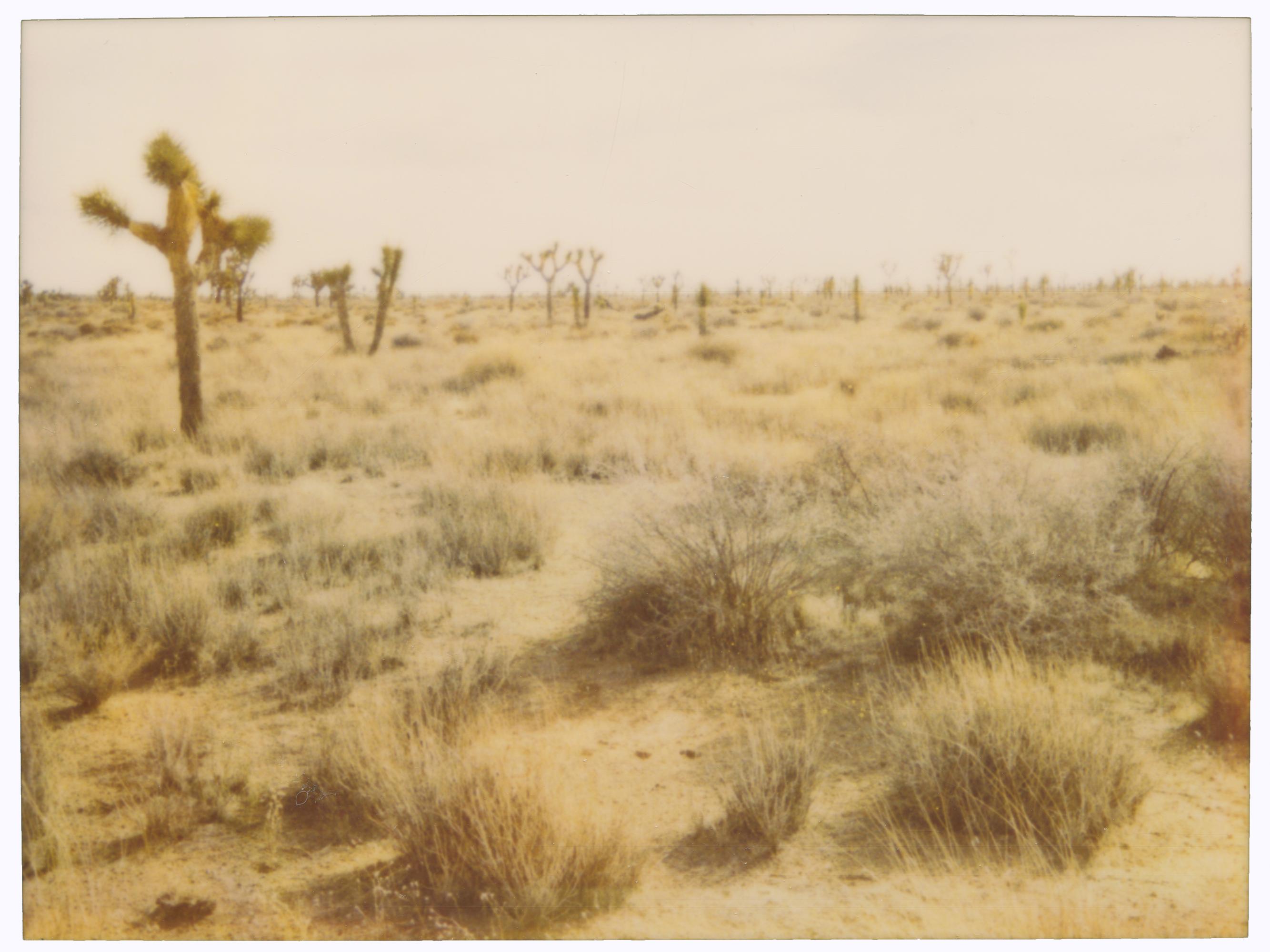 Portrait Photograph di Stefanie Schneider - Parco nazionale di Joshua Tree (29 Palms, CA) - analogico