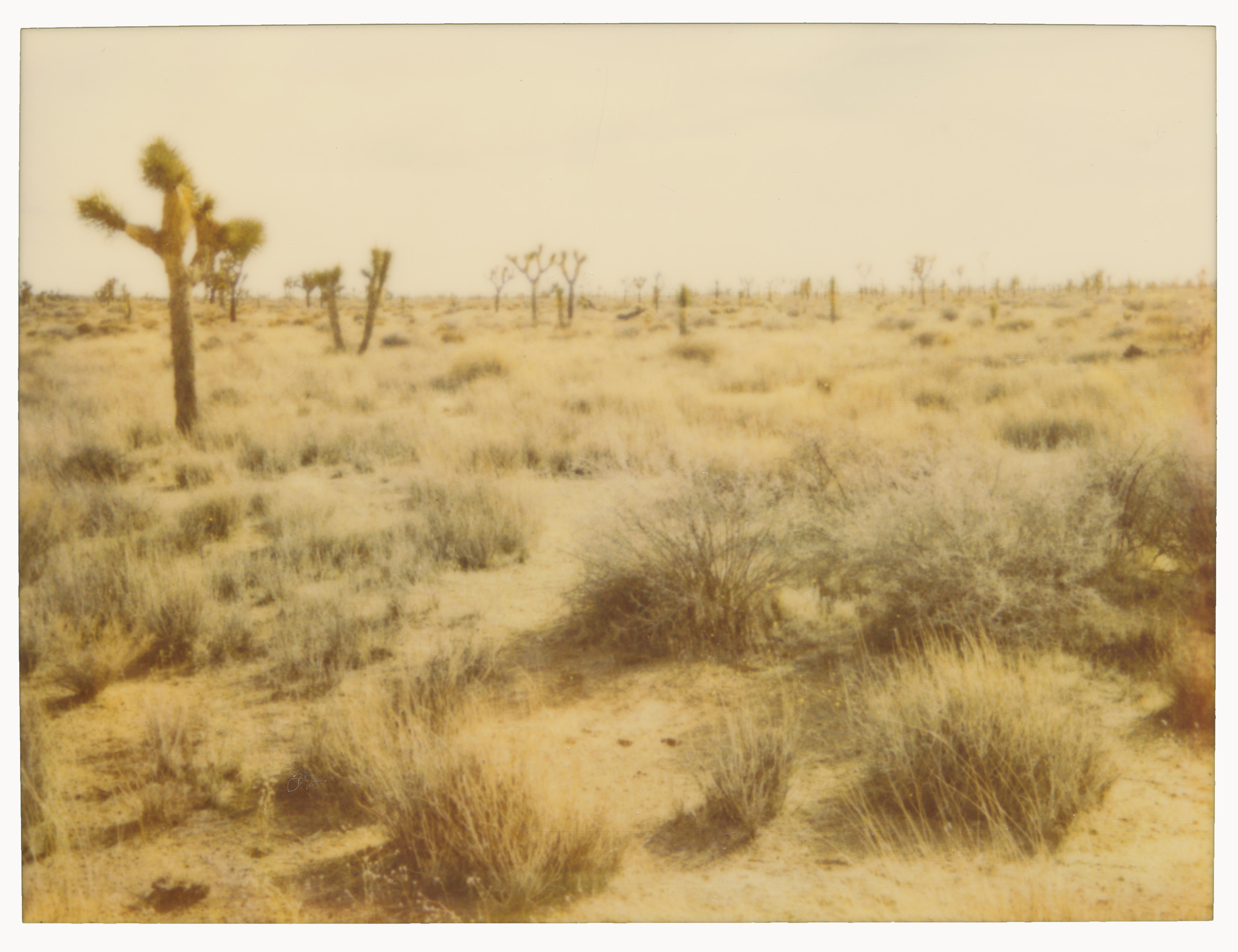 Joshua Trees (Stranger than Paradise)