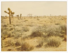 Joshua Trees (Stranger than Paradise)