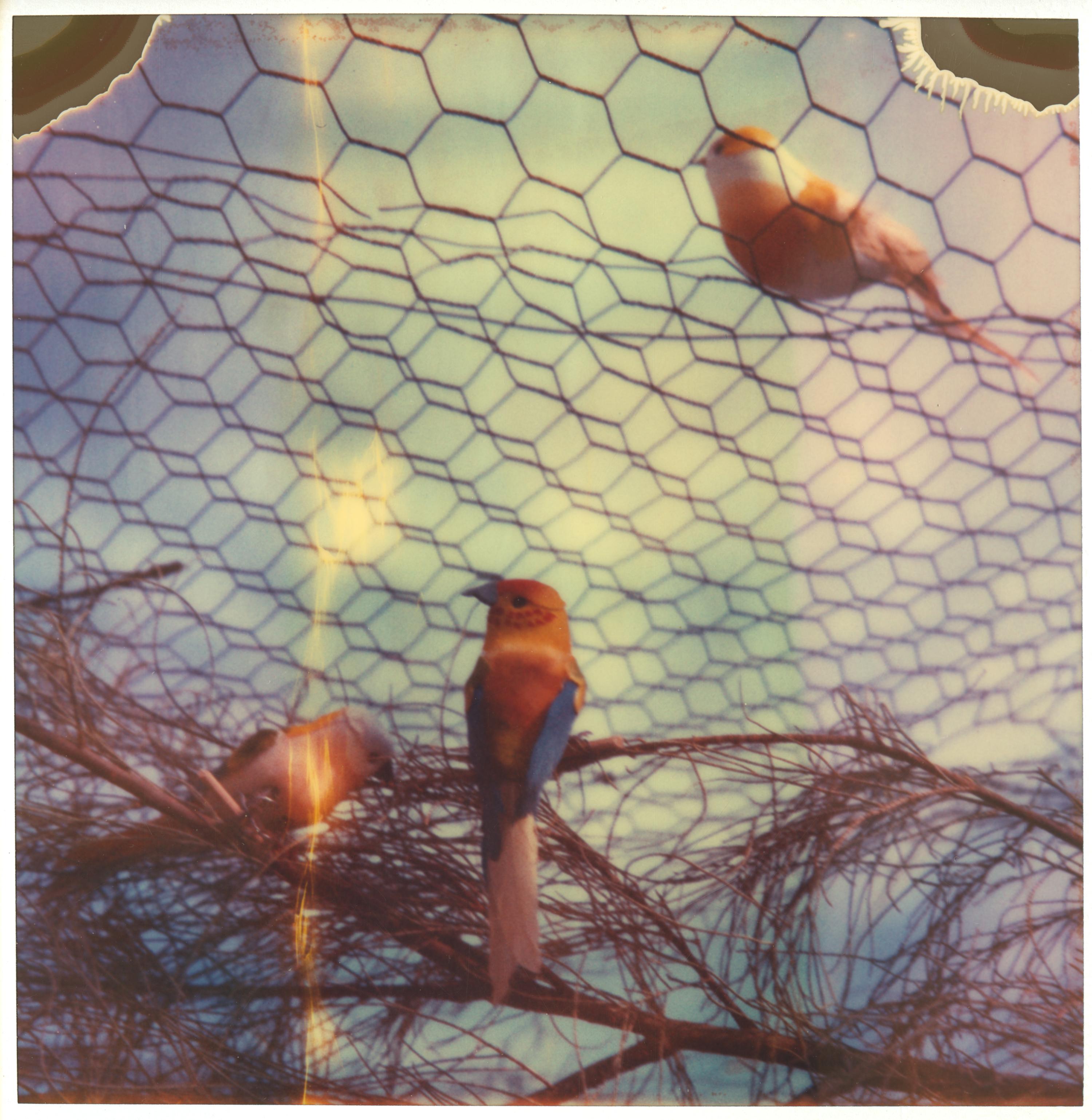 Juliet (Haley and the Birds)