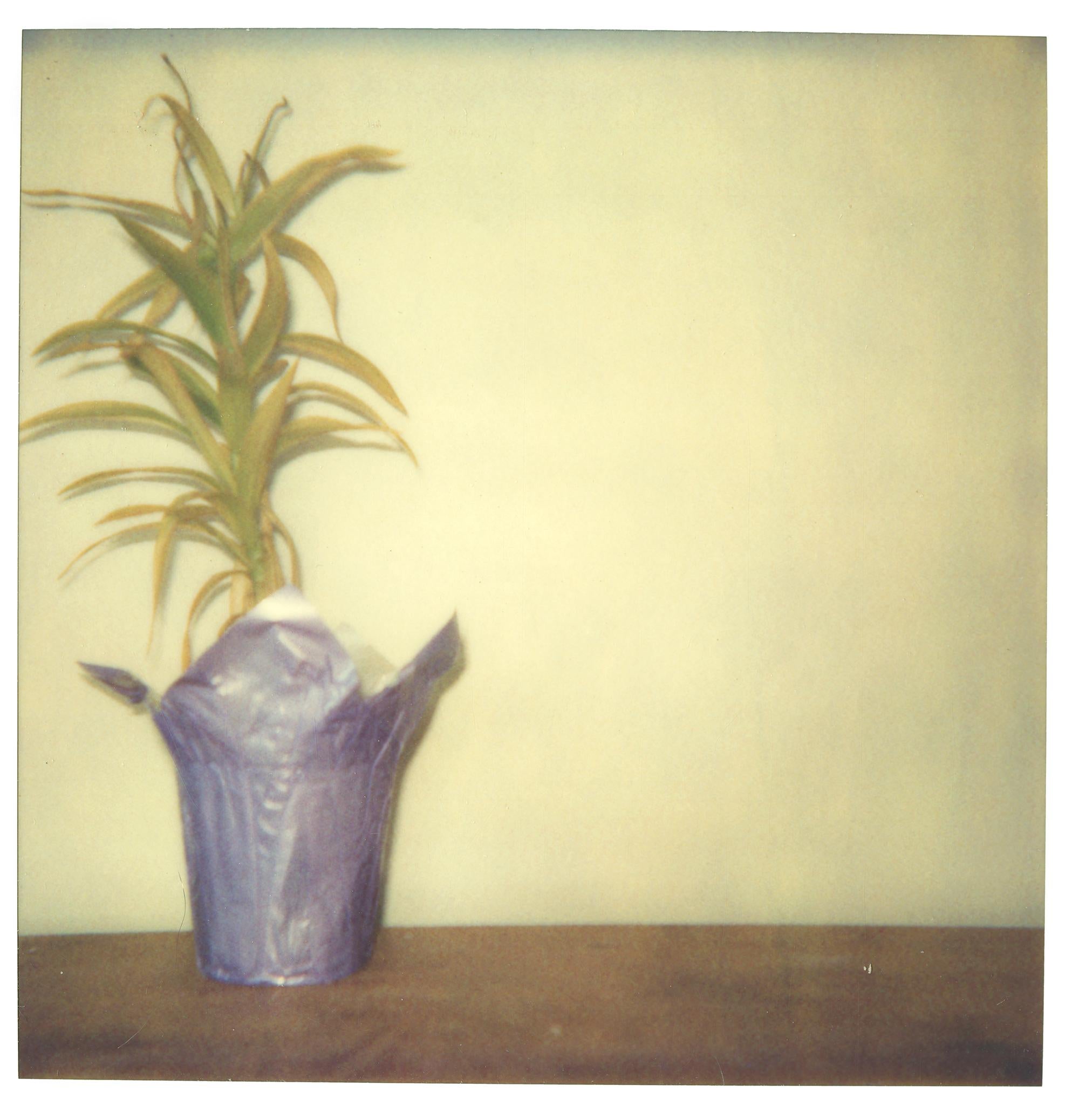 Color Photograph Stefanie Schneider - Lonely Plant (29 Palms, CA) - Polaroïd, Contemporain, 21e siècle
