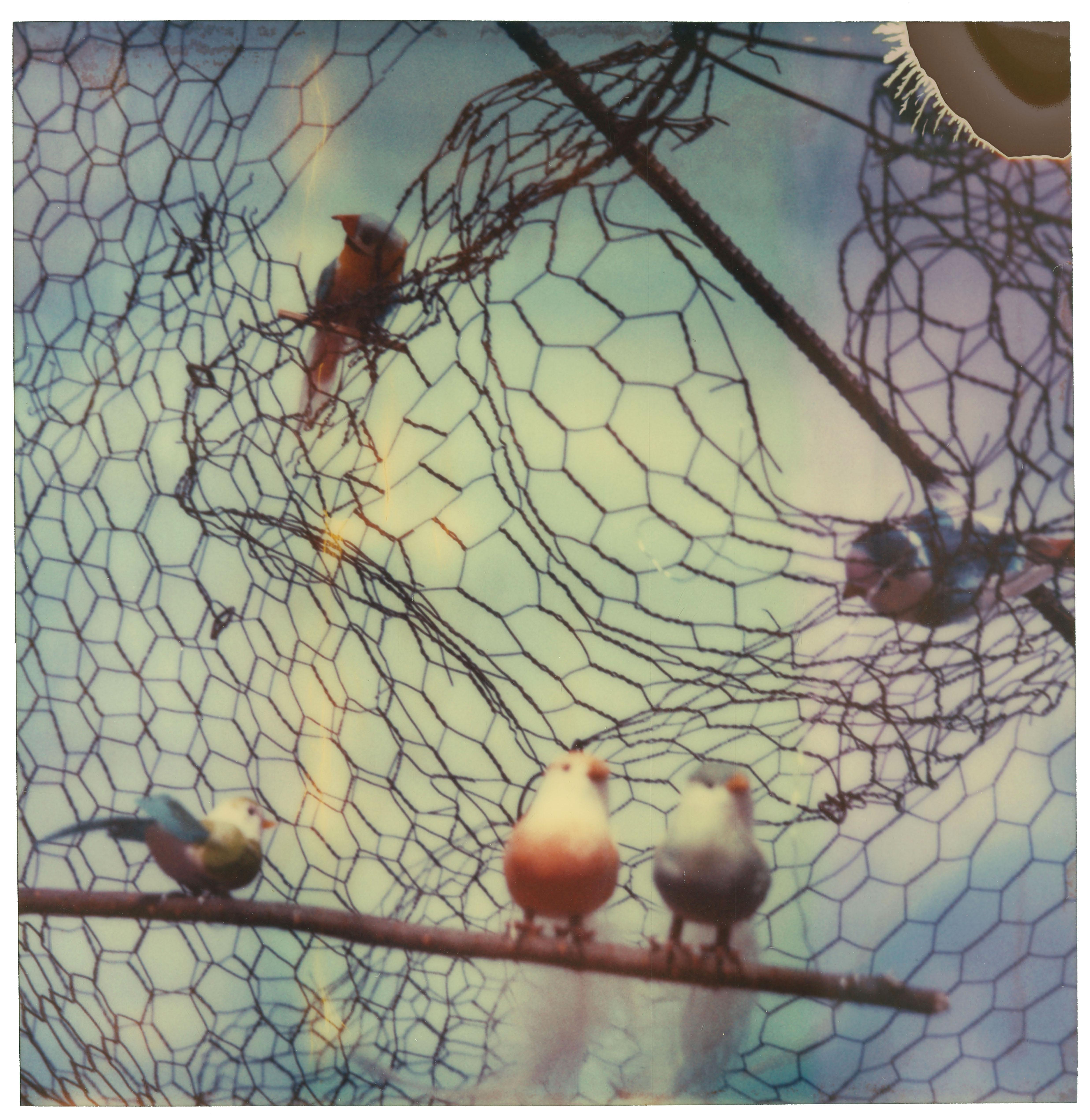 Stefanie Schneider Color Photograph - Lovebirds (Haley and the Birds) 