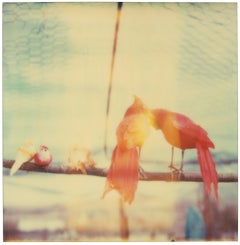 Lovebirds II (Haley and the Birds)