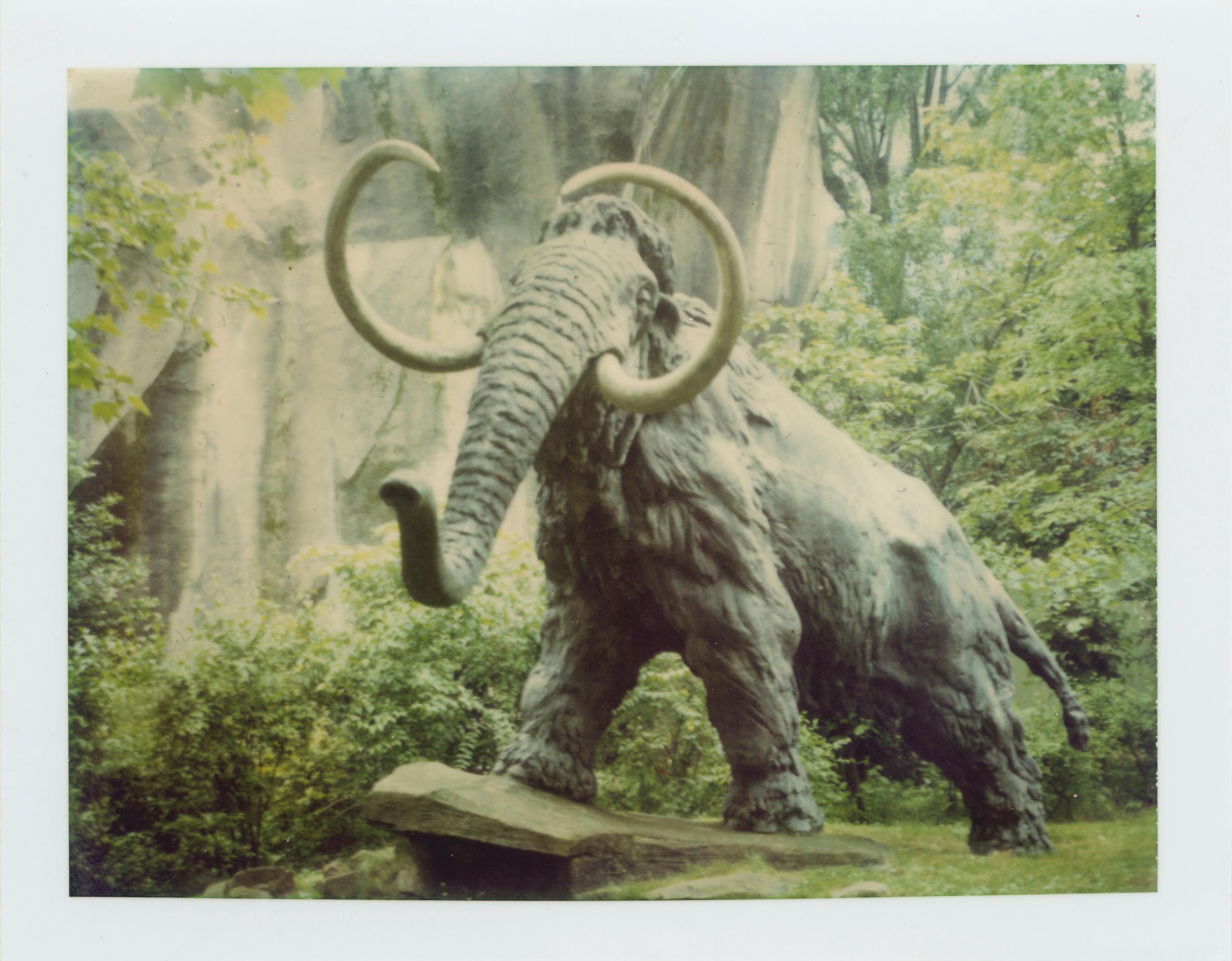 Mammoth - Jardin du Plantes (Paris) - analog, Contemporary