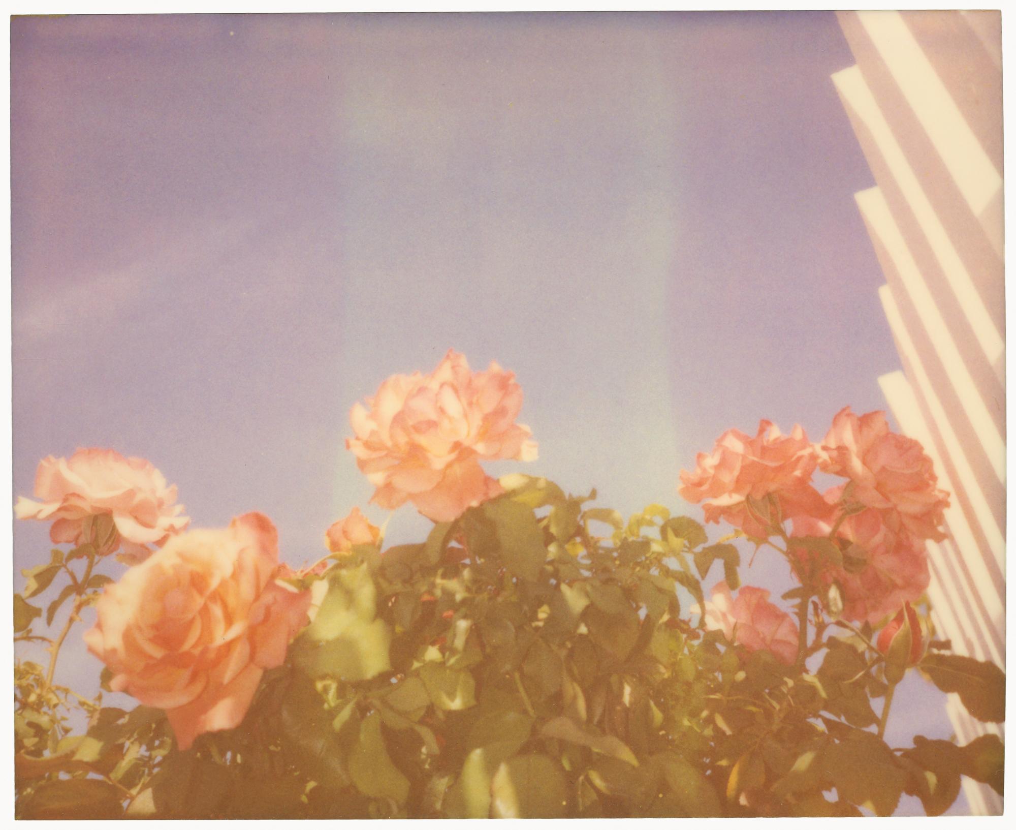 Stefanie Schneider Portrait Photograph - Morning Rose - Polaroid, Contemporary, Roses, 21st Century, Color