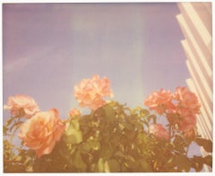 Morning Rose - Polaroid, Zeitgenössisch, Rosen, 21. Jahrhundert, Farbe