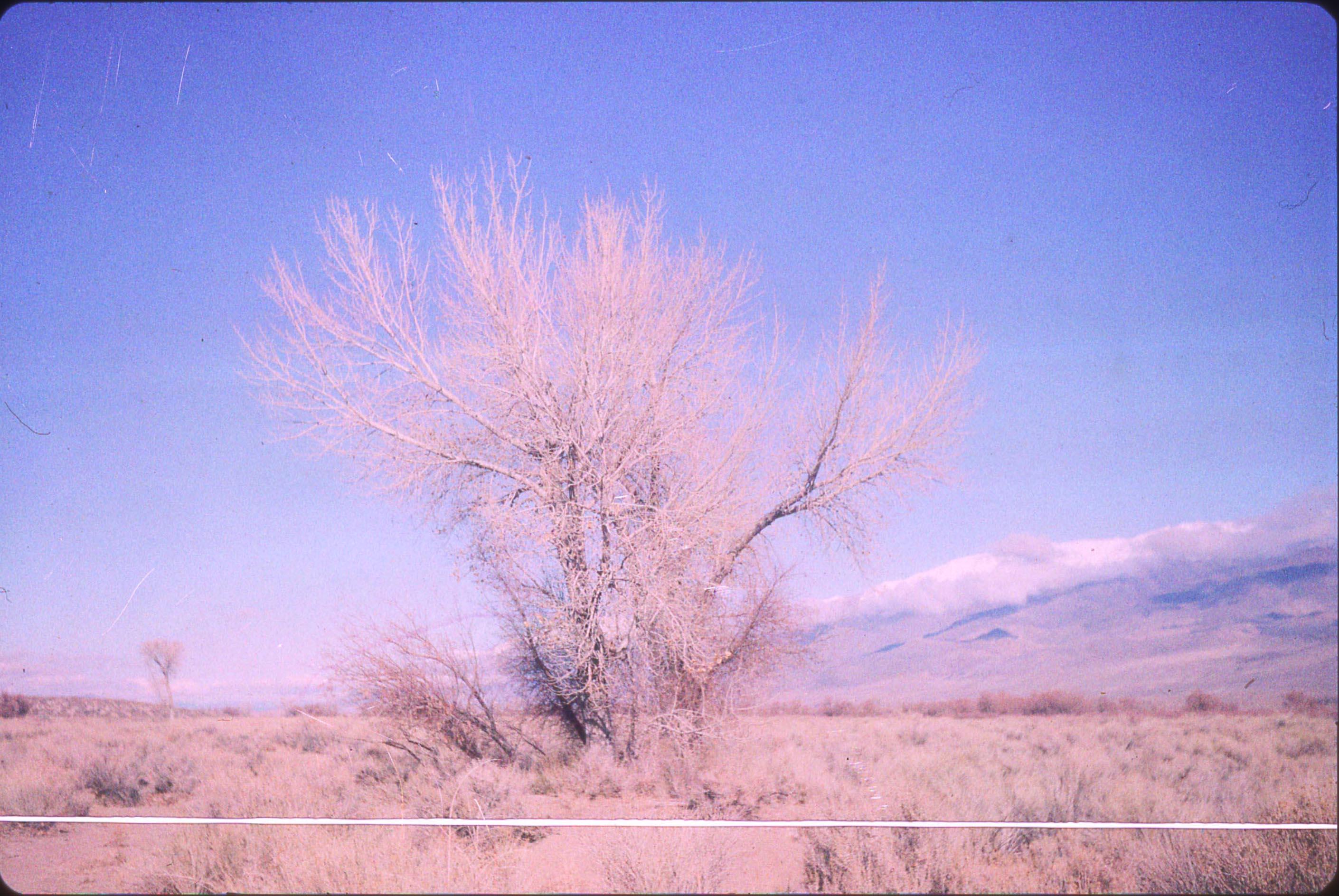Landscape Photograph Stefanie Schneider - Mon propre journal de voyage privé - Bishop, CA - Automne